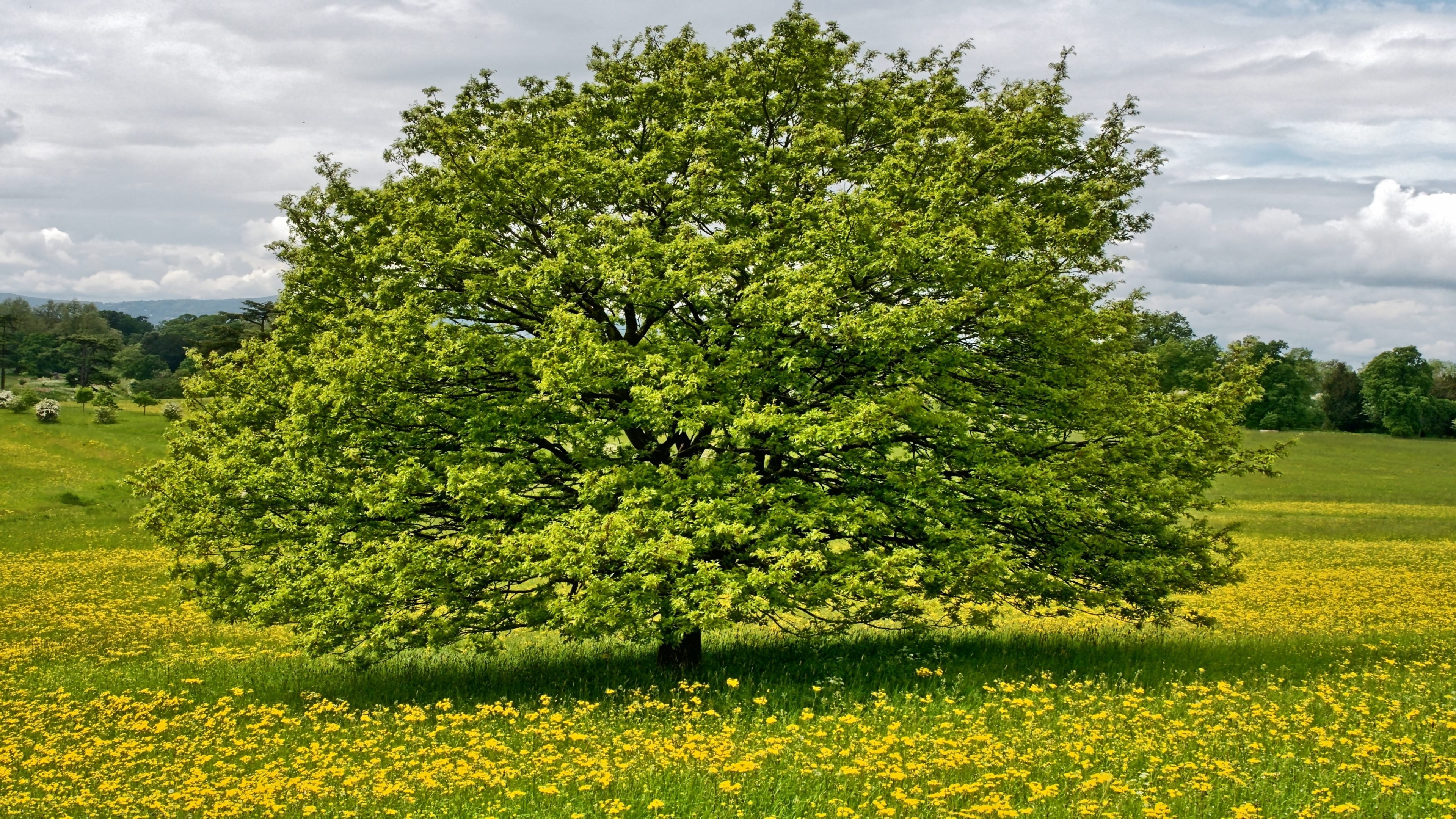 Hawthorn Tree Nature, Frhling Sommer Baum, 3840x2160 4K Desktop