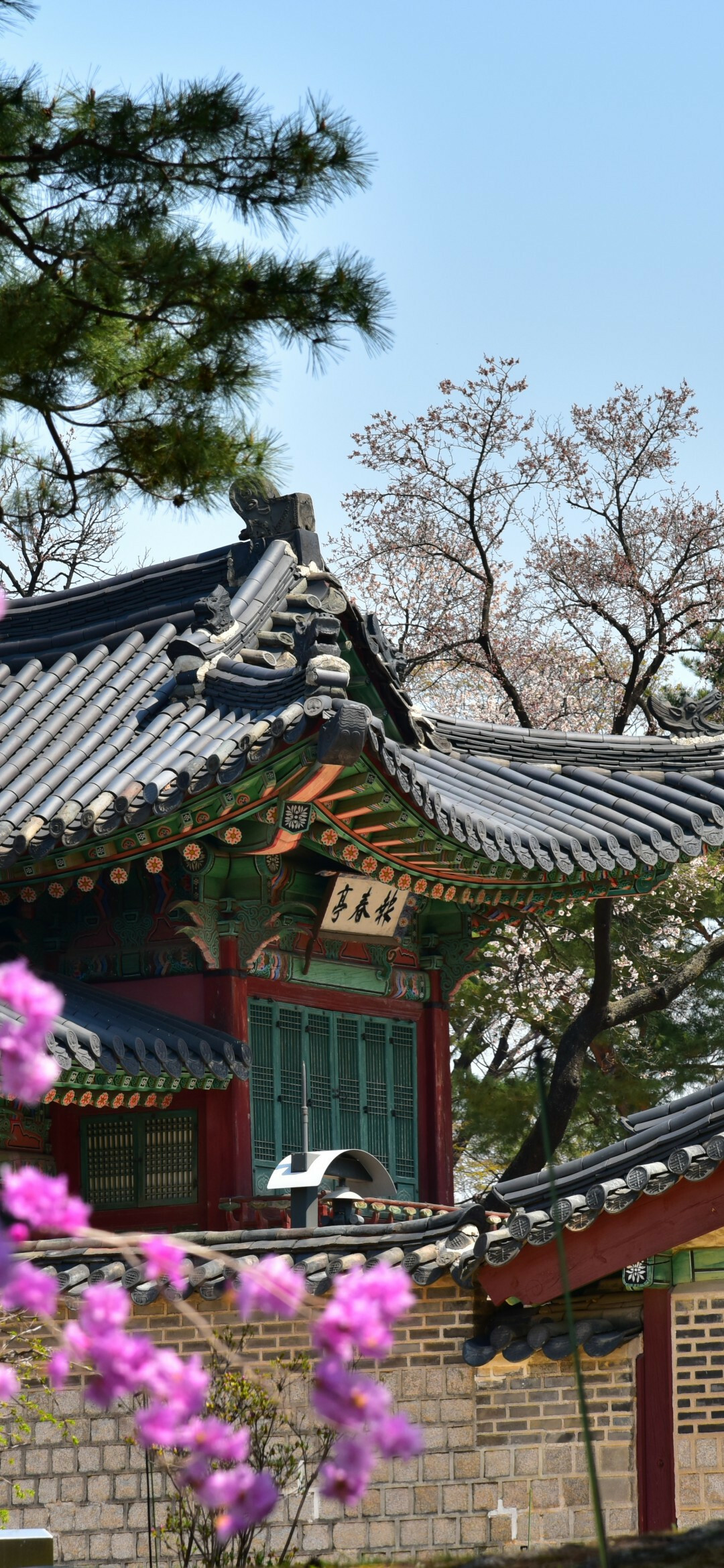 Purple flowers, Traditional buildings, Korean architecture, Wallpaper download, 1080x2340 HD Phone