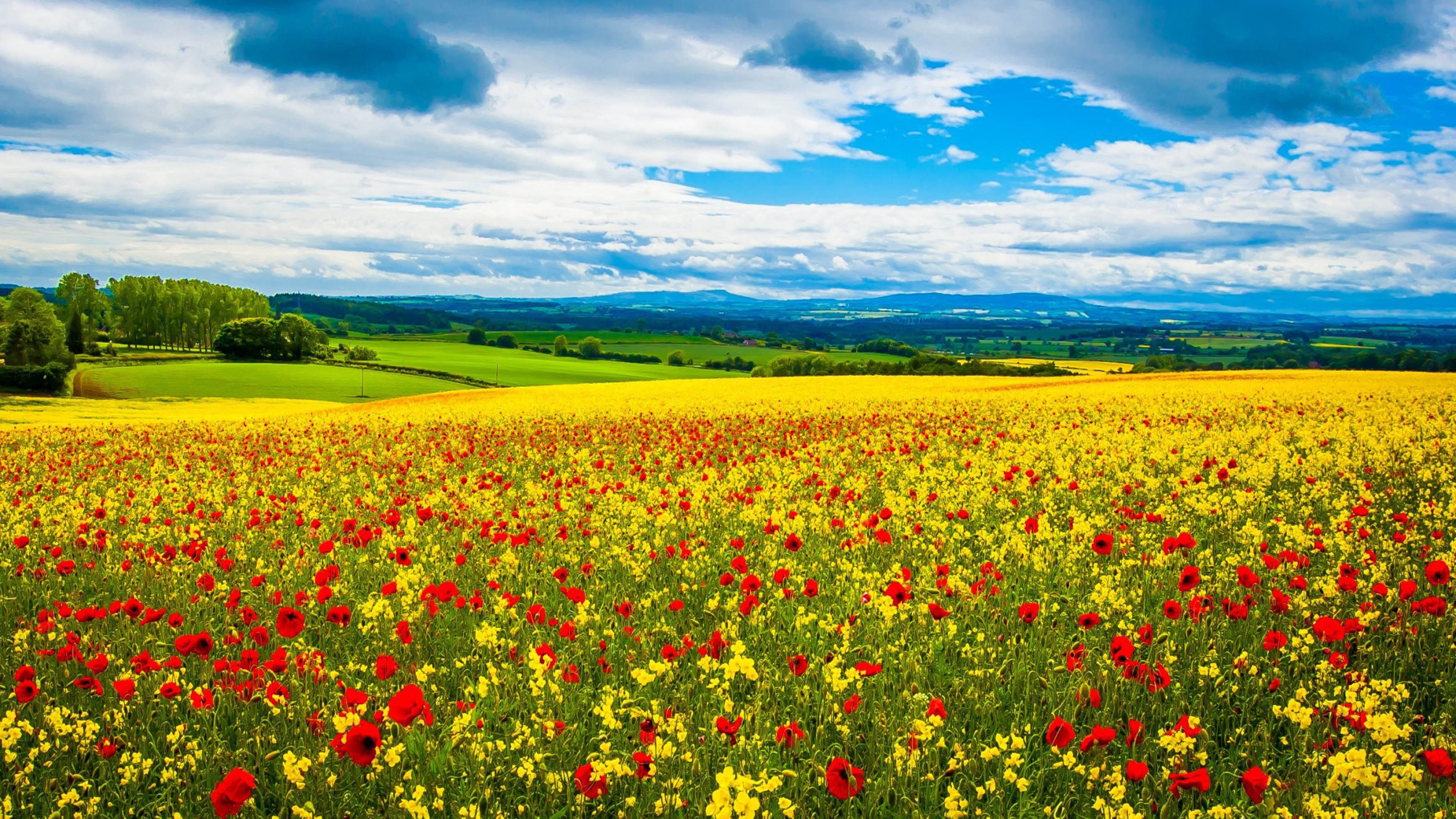 Flower Field: A blend of nectar-rich flowers for the birds, bees, and butterflies, Ecoregion. 3840x2160 4K Wallpaper.
