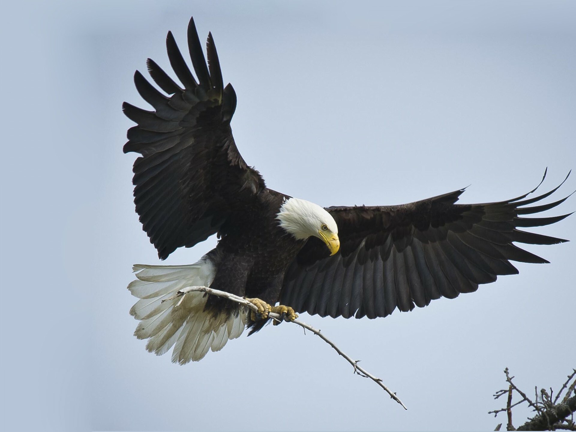 Eagle: It is among the most fearsome predators of the animal kingdom. 1920x1440 HD Wallpaper.