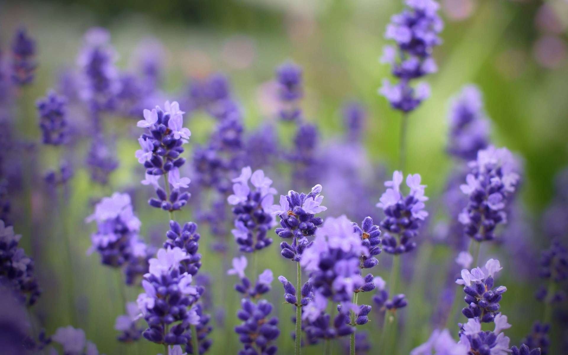 Lavender flowers, Floral elegance, Vibrant colors, Nature's delight, 1920x1200 HD Desktop