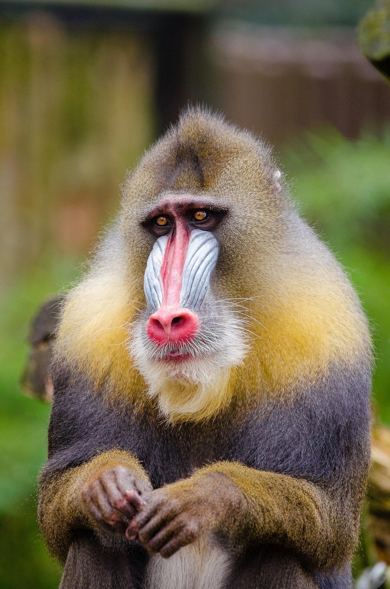 Baboon wallpapers, Free backgrounds, Primate portraits, Animal kingdom, 1280x1920 HD Handy