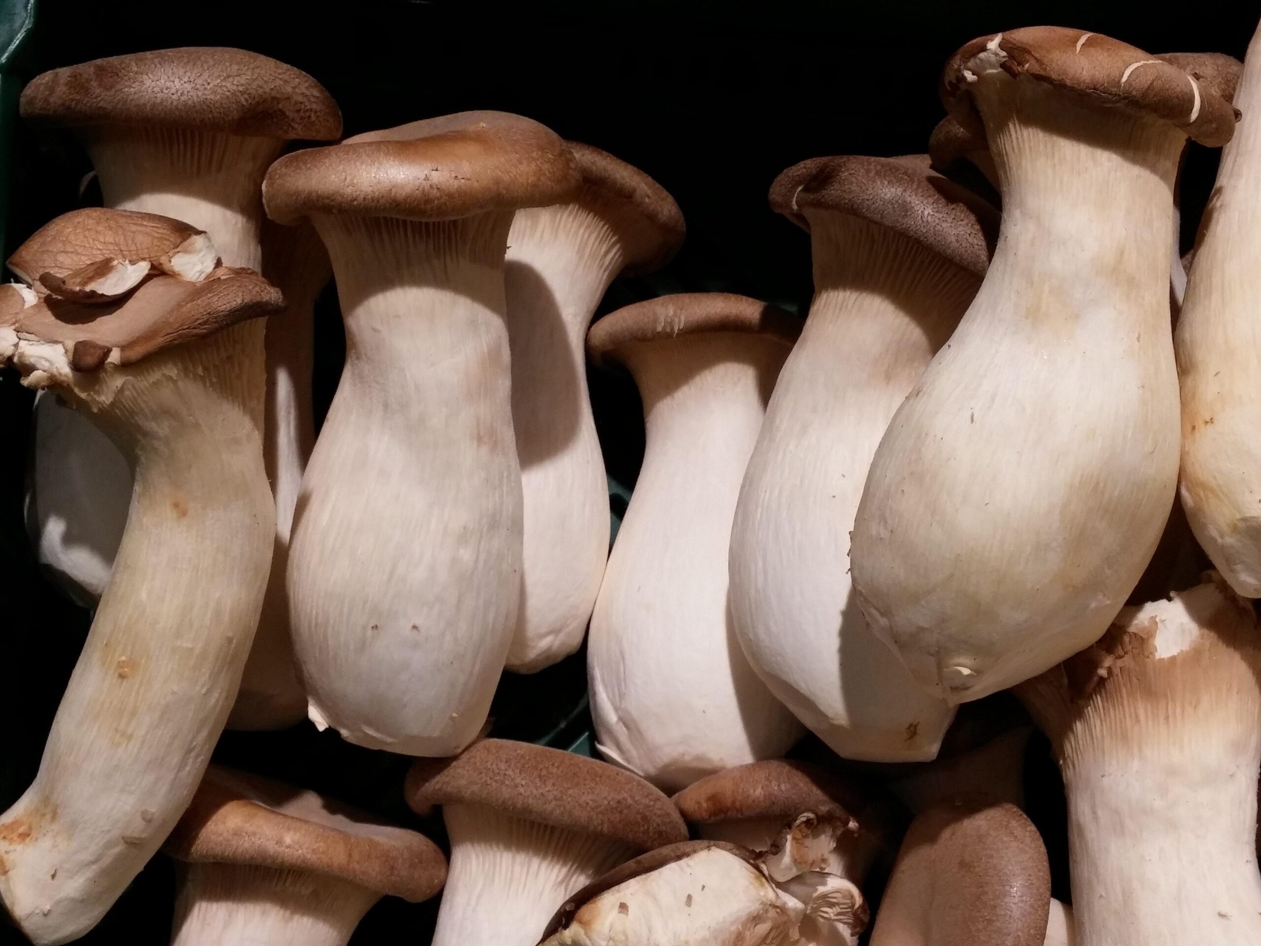 Oyster mushrooms, King oyster mushroom, Culinary delight, Gourmet ingredient, 2560x1920 HD Desktop