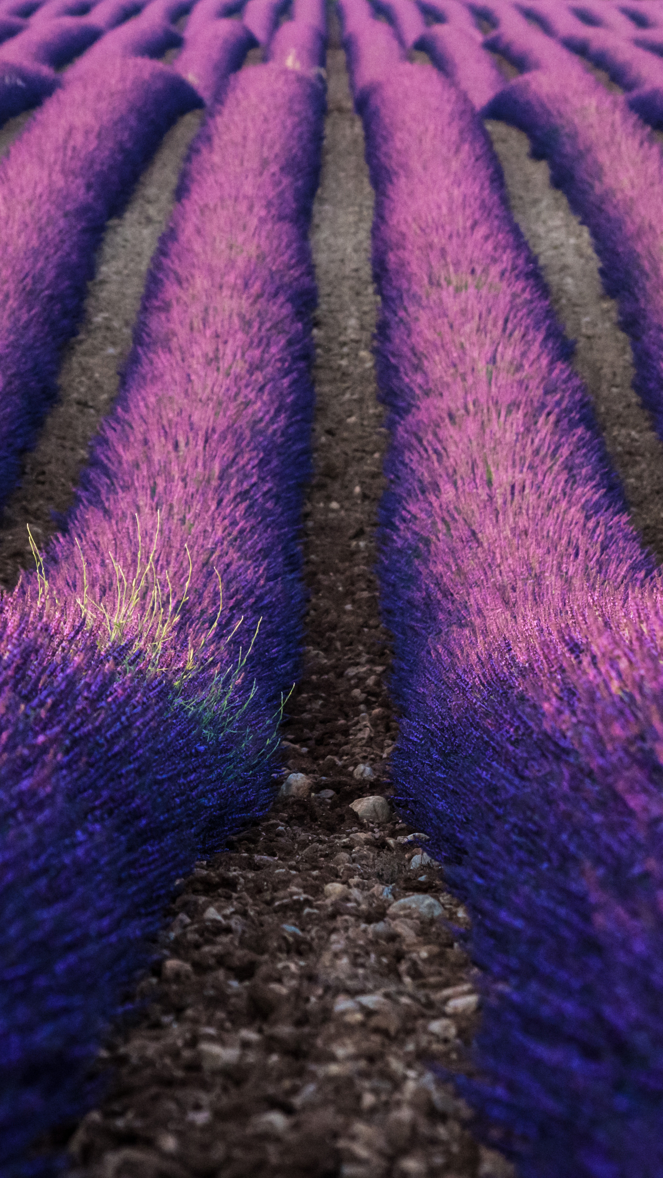 Farm: Lavender cultivation, The harvest season. 2160x3840 4K Wallpaper.