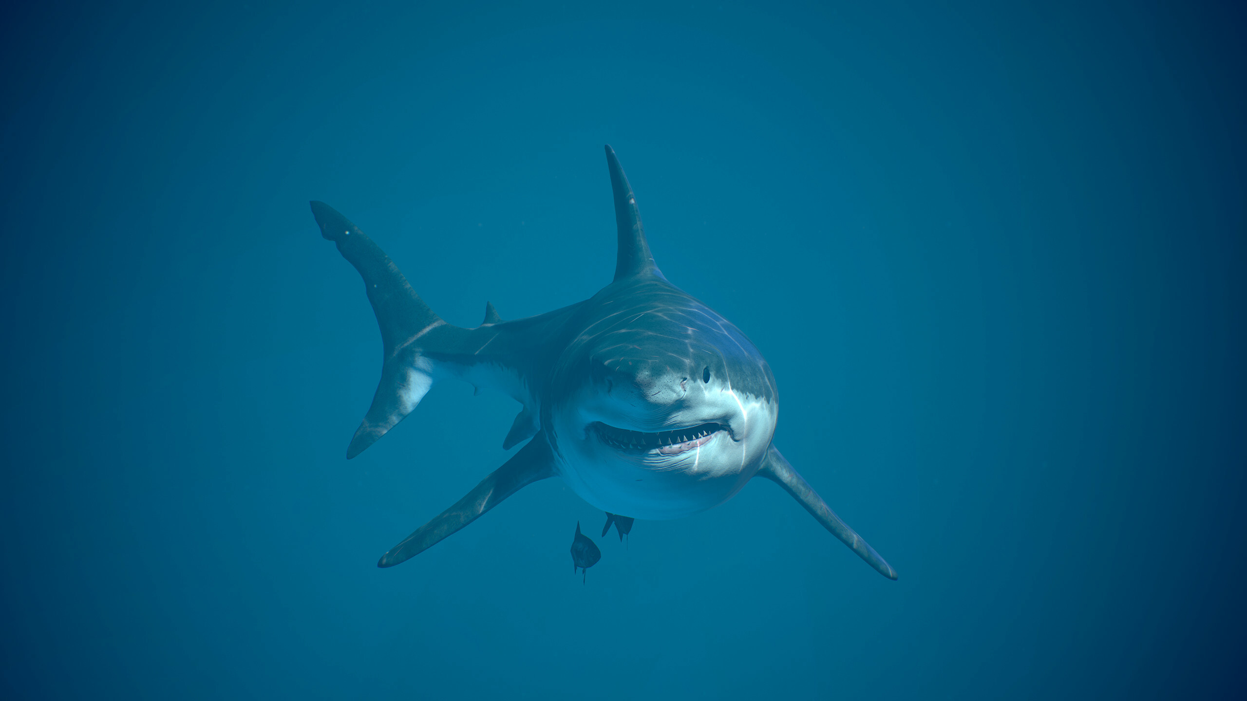 Shark: Species do not have gas-filled swim bladders for buoyancy. 2560x1440 HD Background.