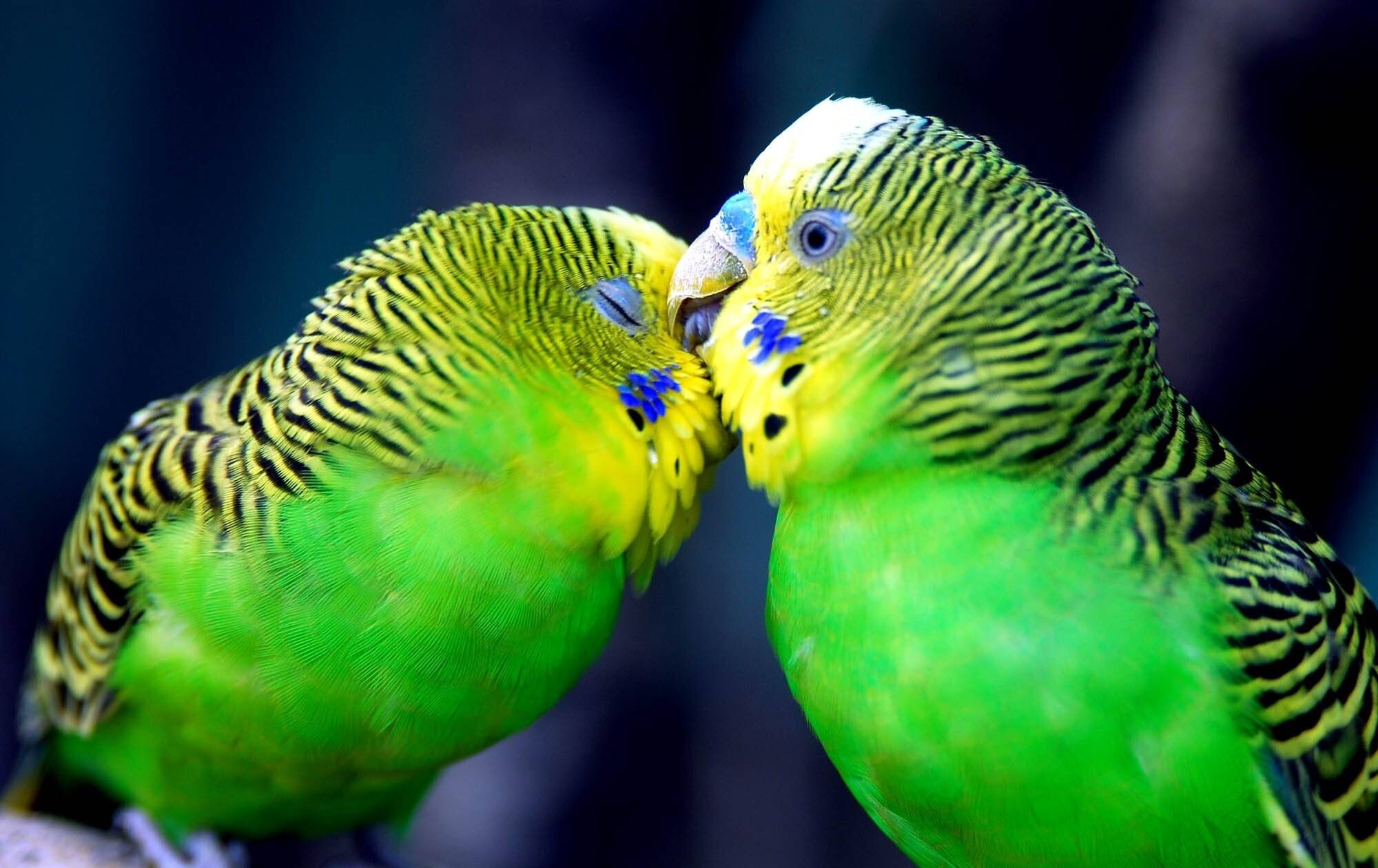 Cute parrots, Popular wallpapers, Playful companions, Colourful plumage, 2000x1260 HD Desktop