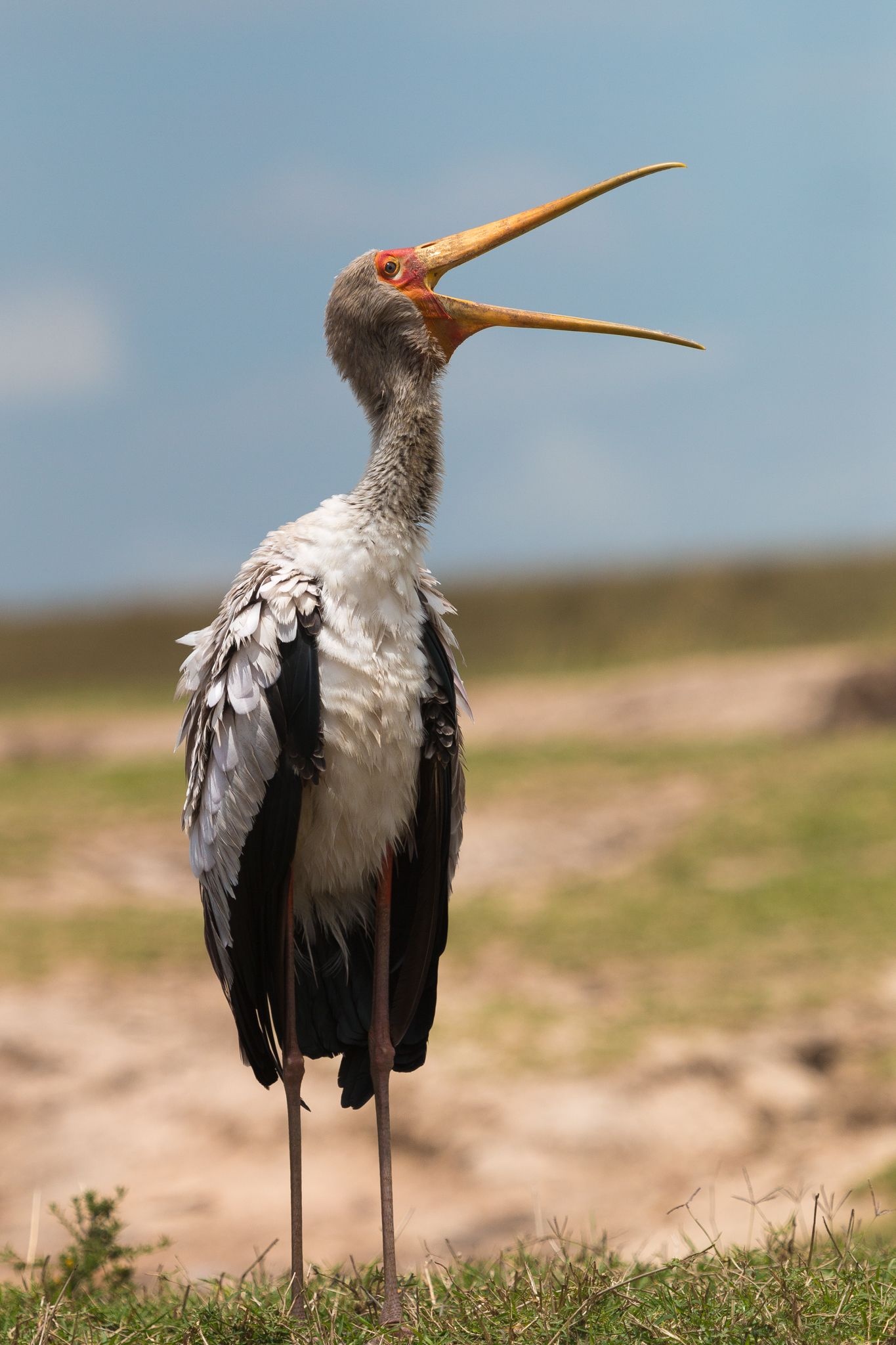 Birds of stork family, Aquatic species, Bird photography, Striking visuals, 1370x2050 HD Handy