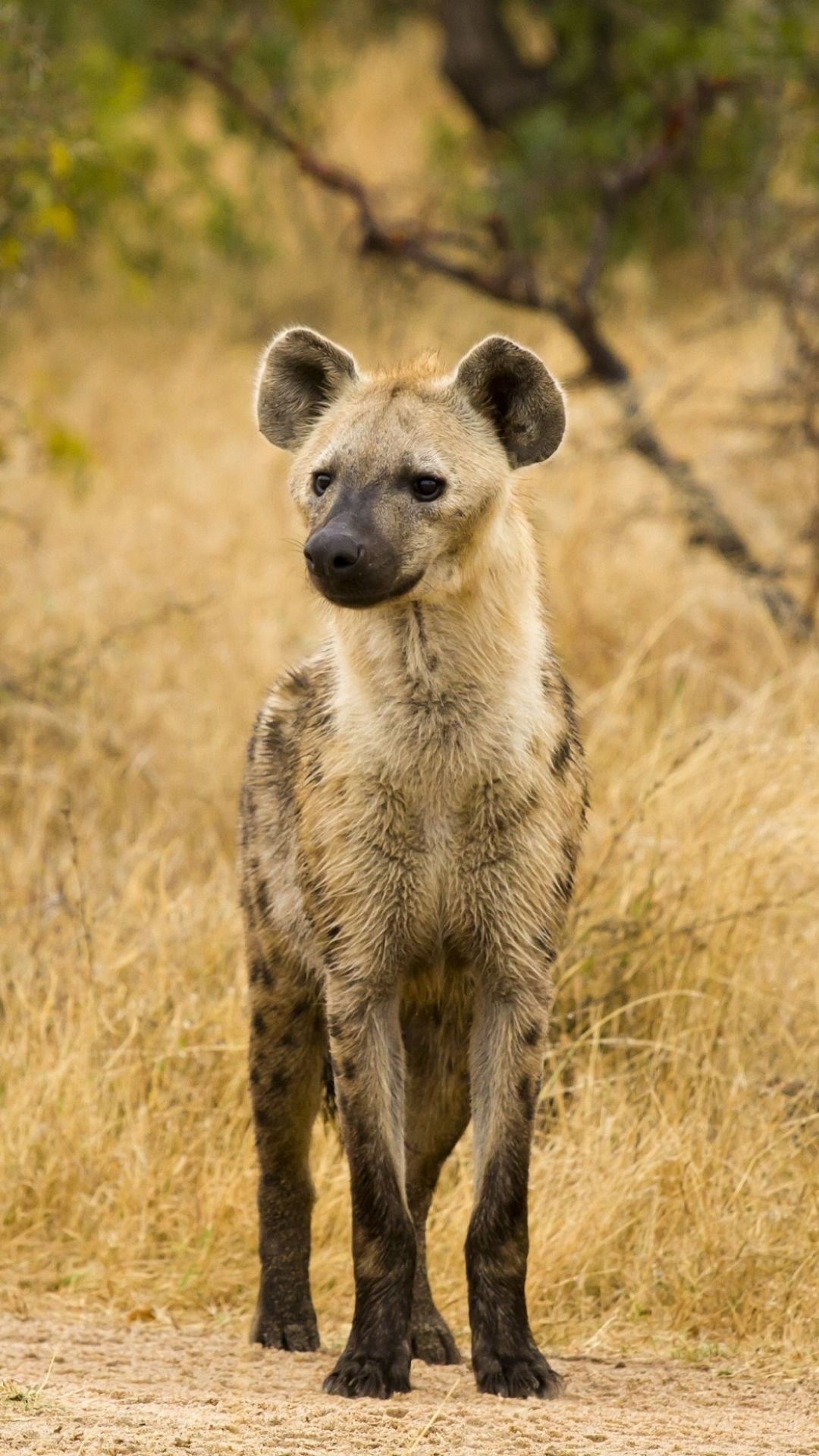 Hyena, Top predator, Wildlife photography, Close encounters, 1080x1920 Full HD Phone