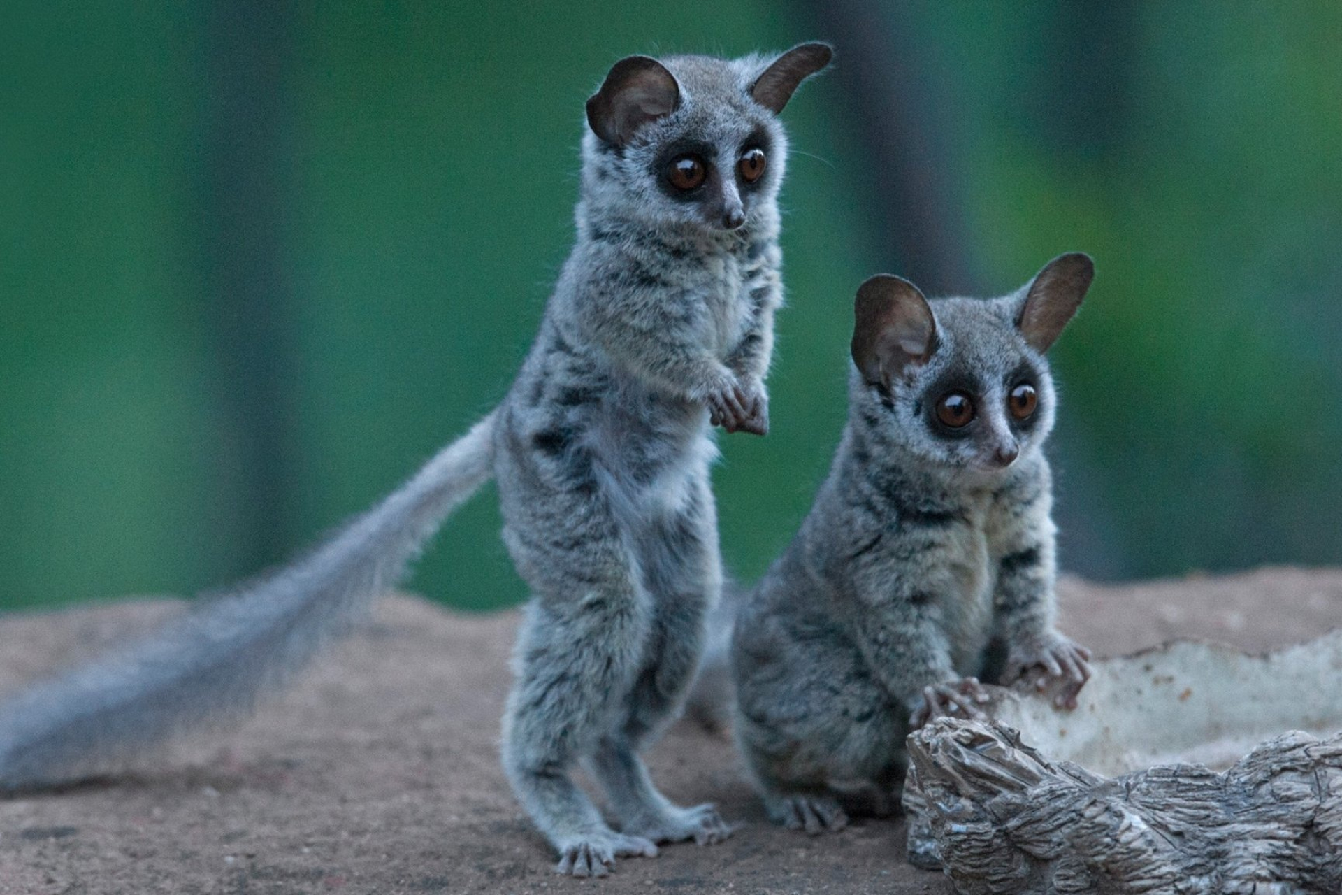 Bush Baby (Galago), Adorable primate, Silent and agile, Africa Geographic, 1920x1280 HD Desktop