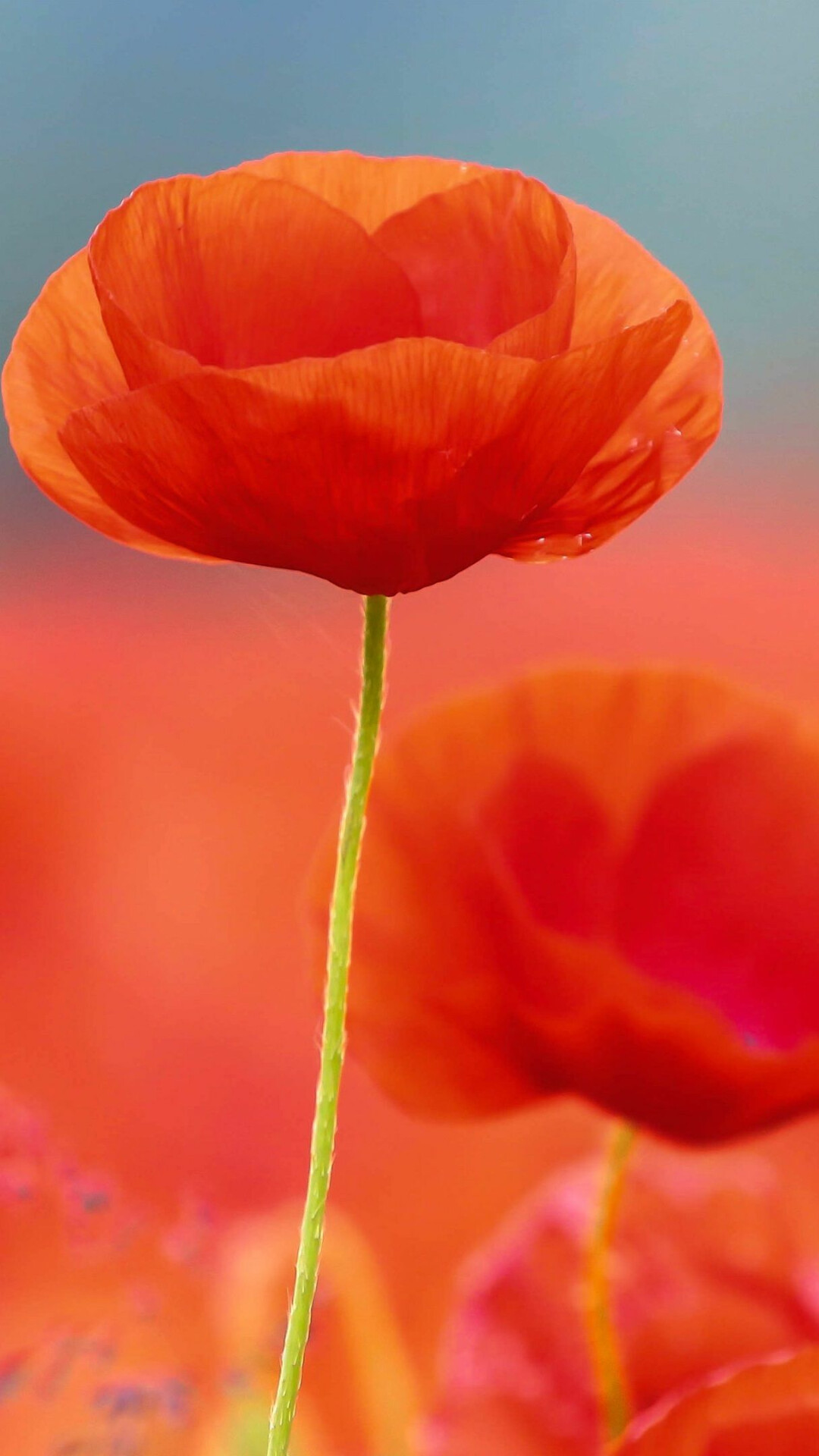 Poppy Flower: Annual poppies are often planted as part of a wildflower mix. 1080x1920 Full HD Wallpaper.