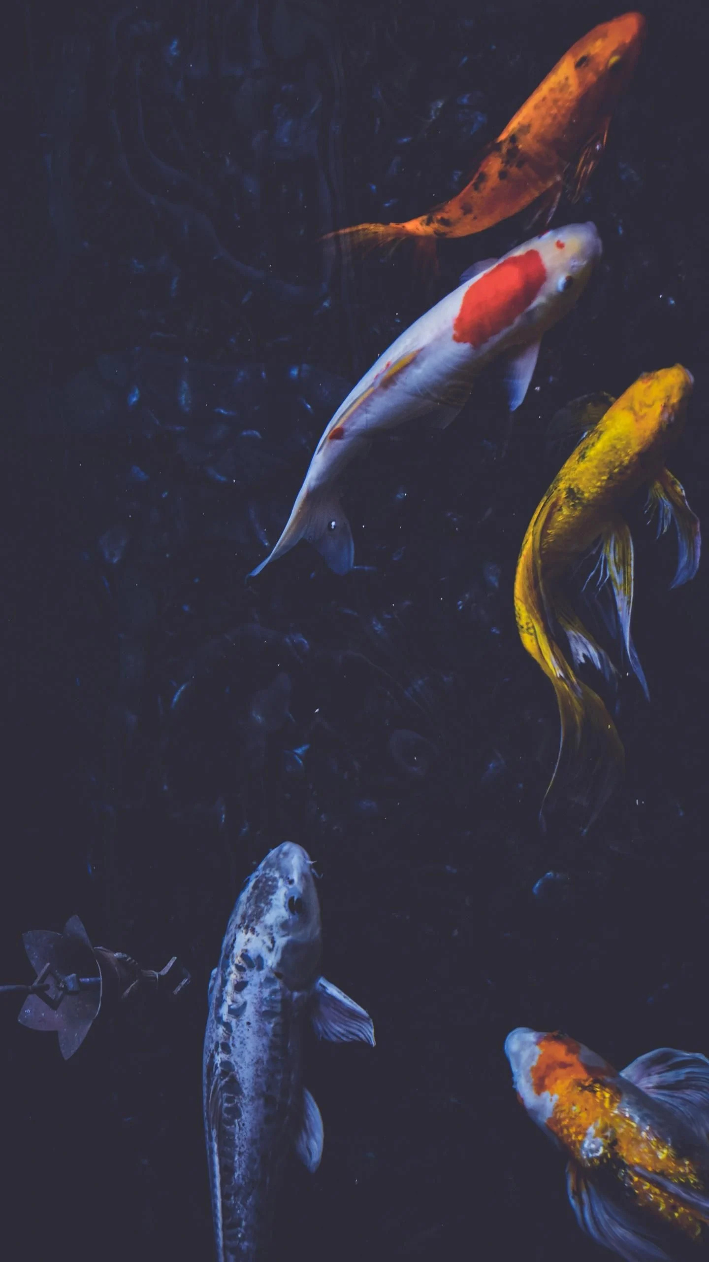 Koi fish iPhone wallpapers, Top free, Stunning colors, Tranquil beauty, 1440x2560 HD Phone