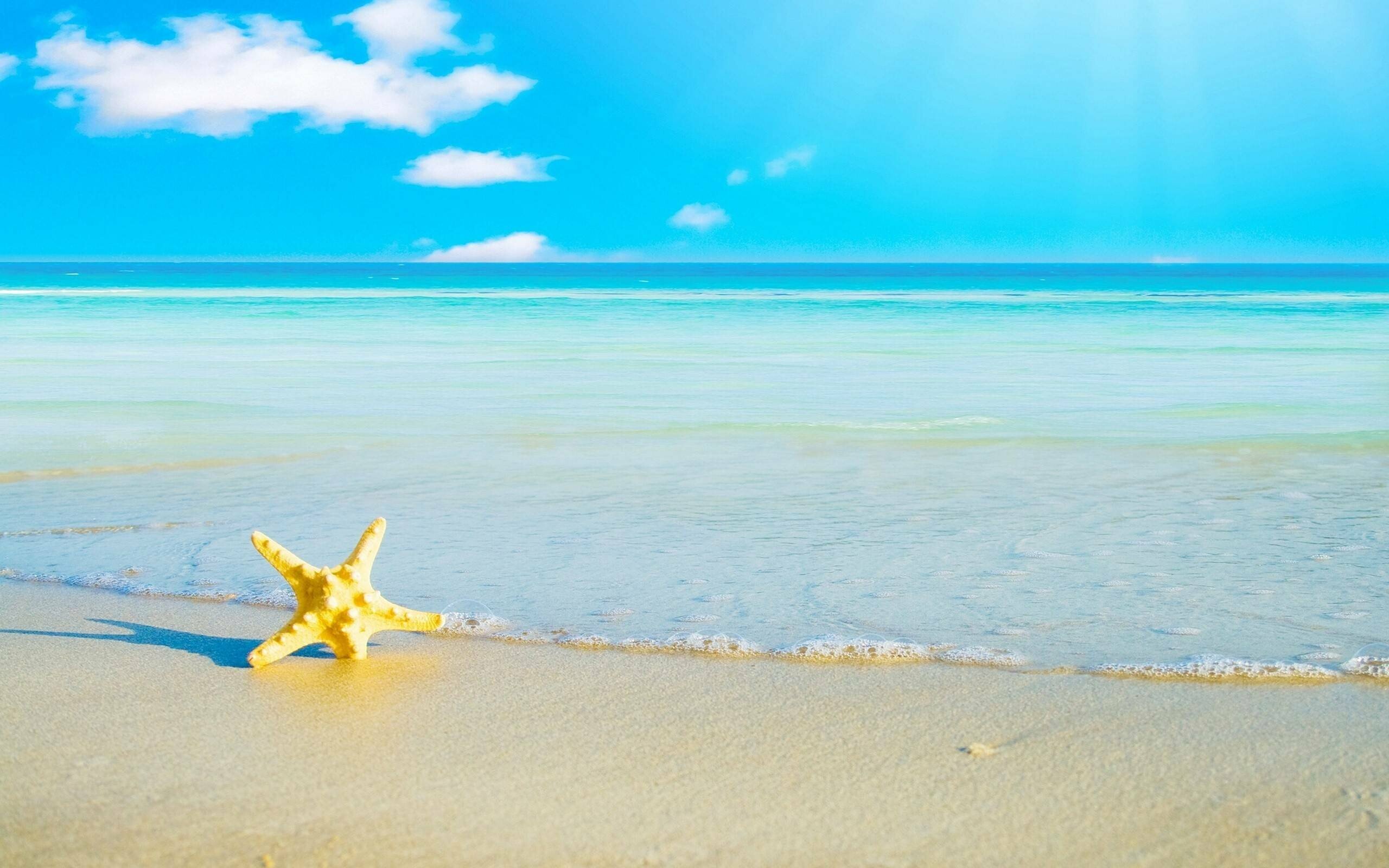 Starfish: starfish, Ocean, Sea, Sealife, Fish, Bokeh Wallpapers HD / Desktop and  Mobile Backgrounds. 2560x1600 HD Wallpaper.