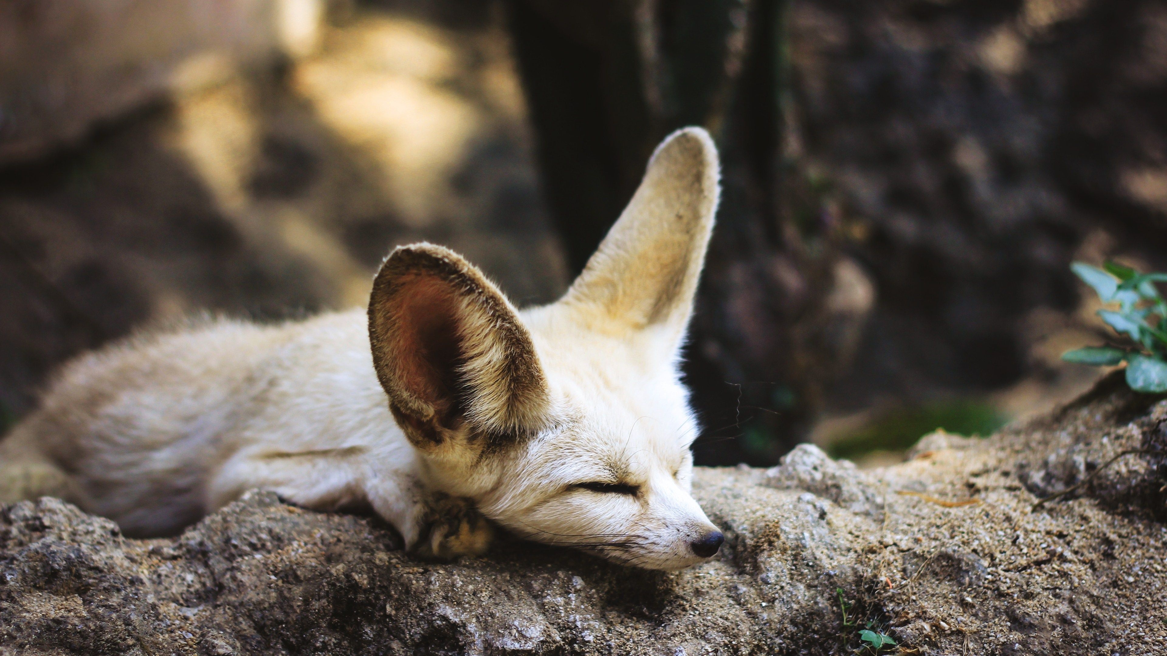 Fennec Fox, Desert beauty, Graceful creature, Sandy habitat, 3840x2160 4K Desktop