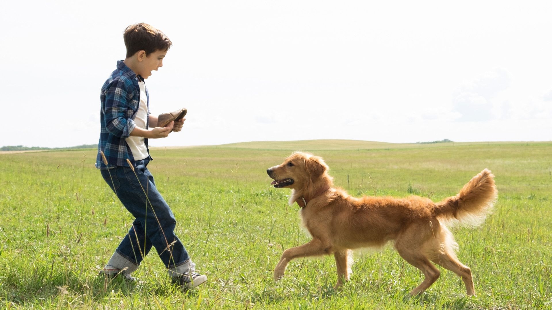 A Dog's Purpose, Unconditional love, Heartwarming moments, Canine companions, 1920x1080 Full HD Desktop