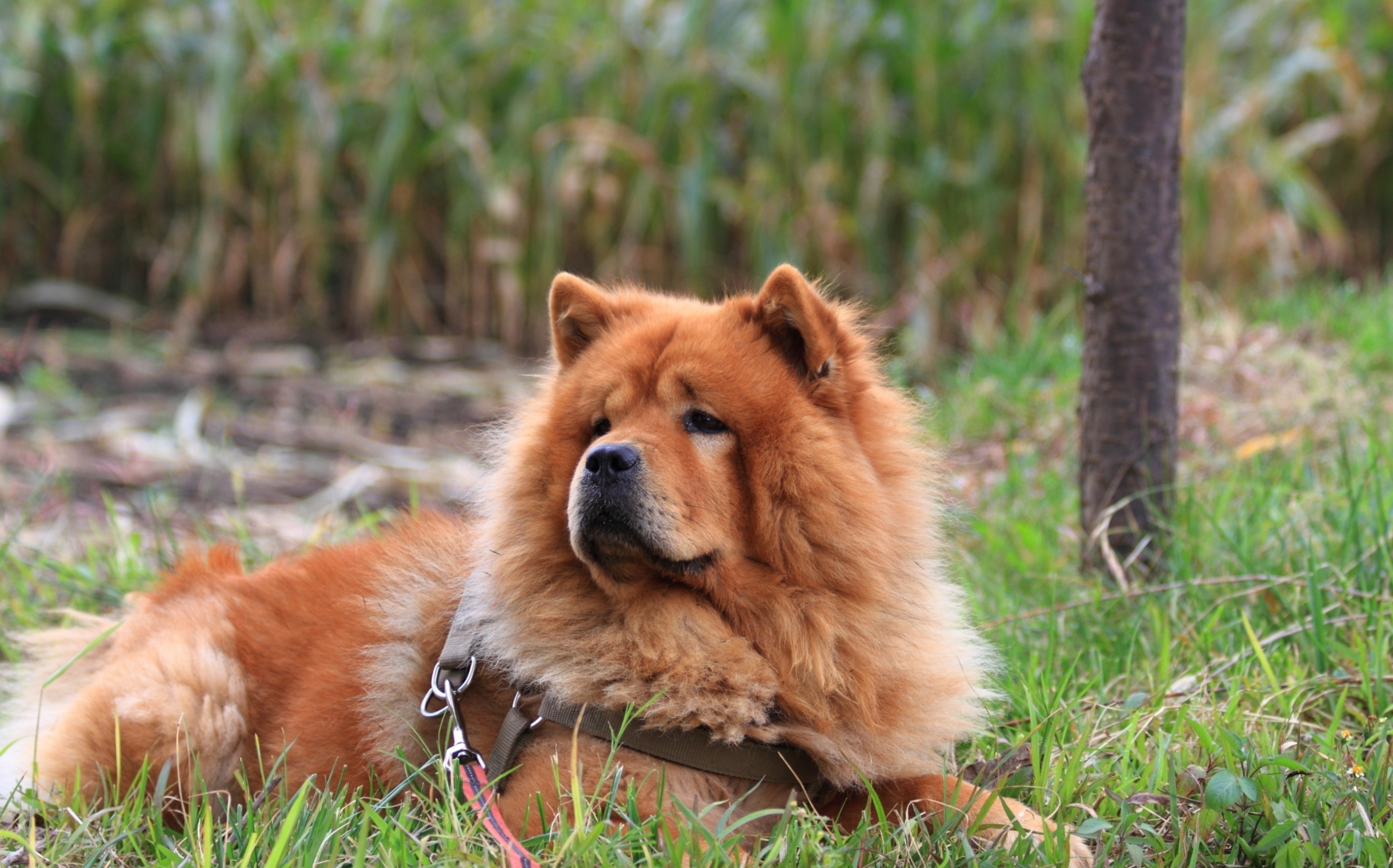 Chow Chow dogs on grass, Adorable animals, Nature surroundings, 2680x1670 HD Desktop