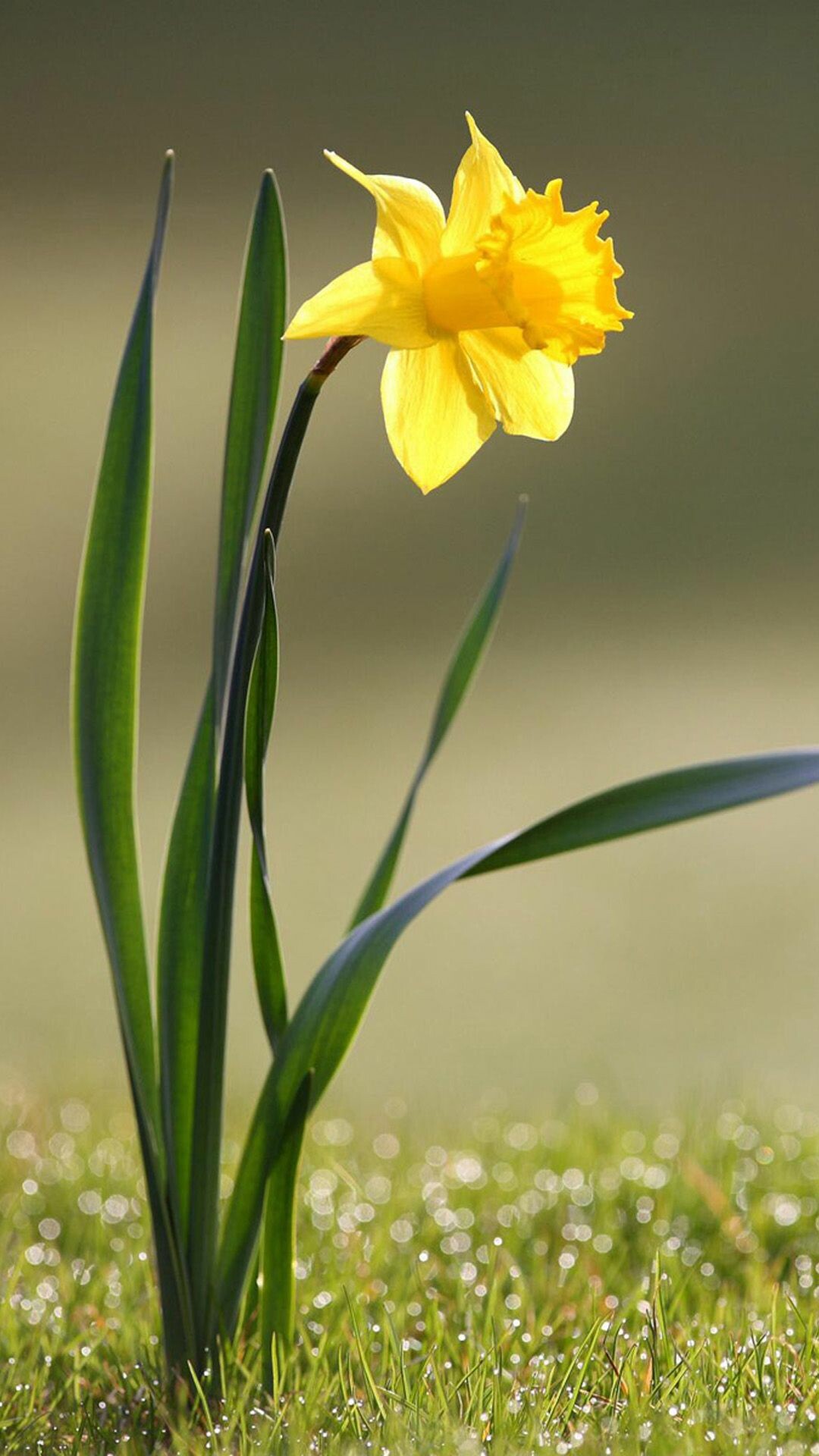 Daffodil: Narcissus, Herbaceous plant, Spring flower. 1080x1920 Full HD Wallpaper.