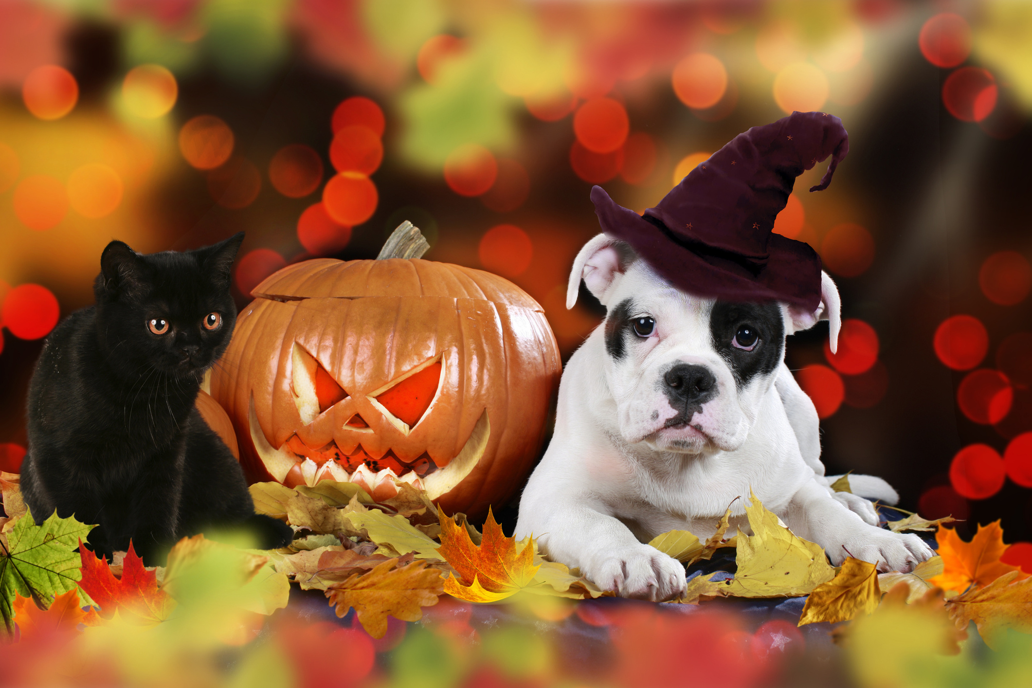 Halloween pets, Safe homes, Home safety, Pet-friendly Halloween, 2130x1420 HD Desktop