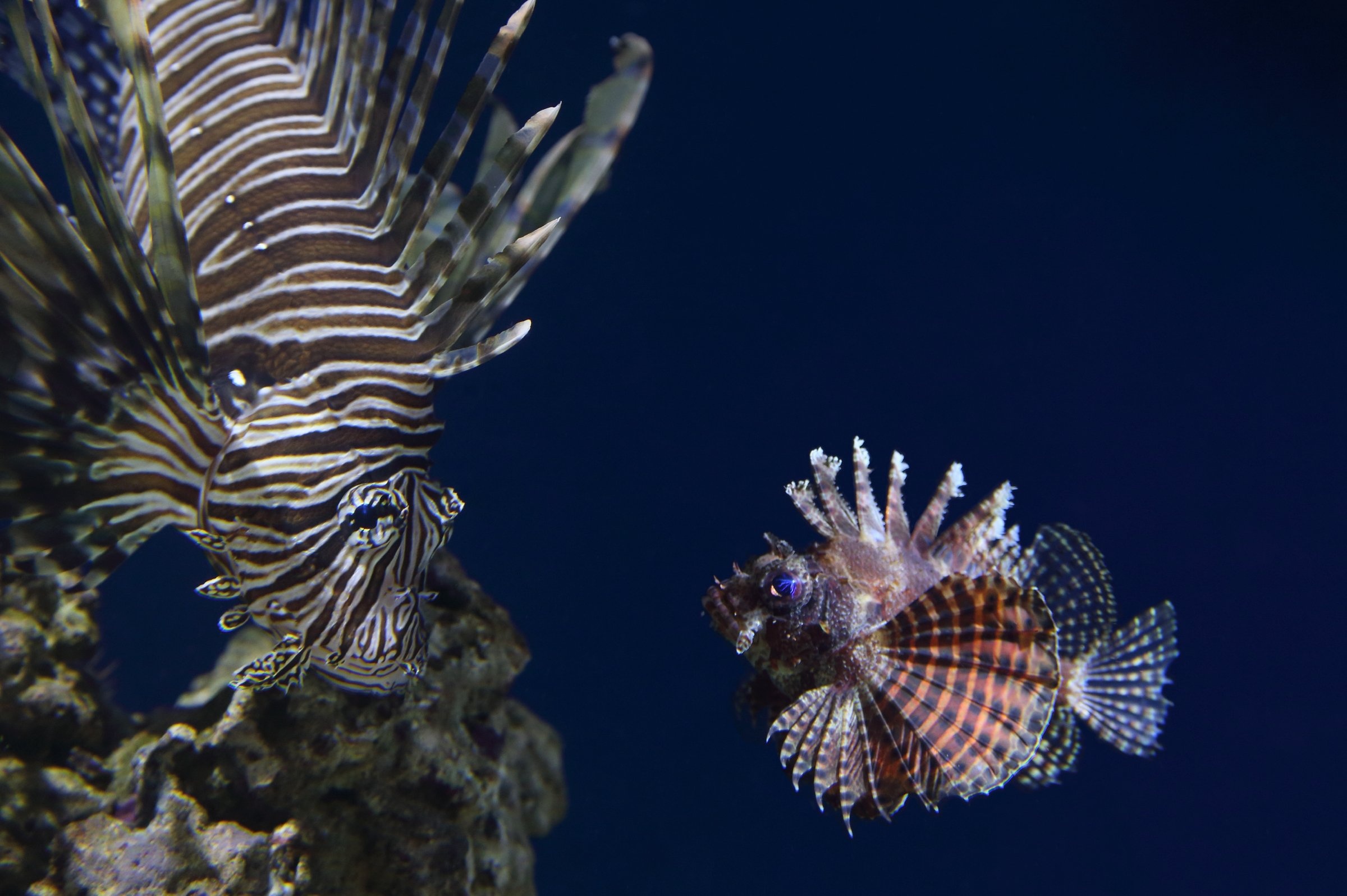 Lionfish Wallpapers - Top Free Lionfish Backgrounds 2400x1600