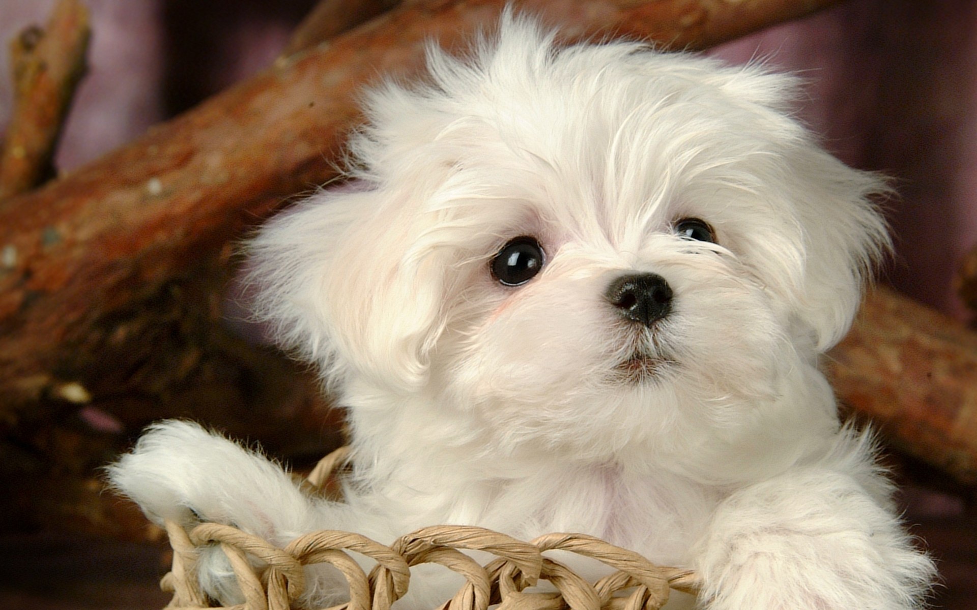 Bolognese Dog, Fluffy maltese puppy, White maltese puppies, 1920x1200 HD Desktop