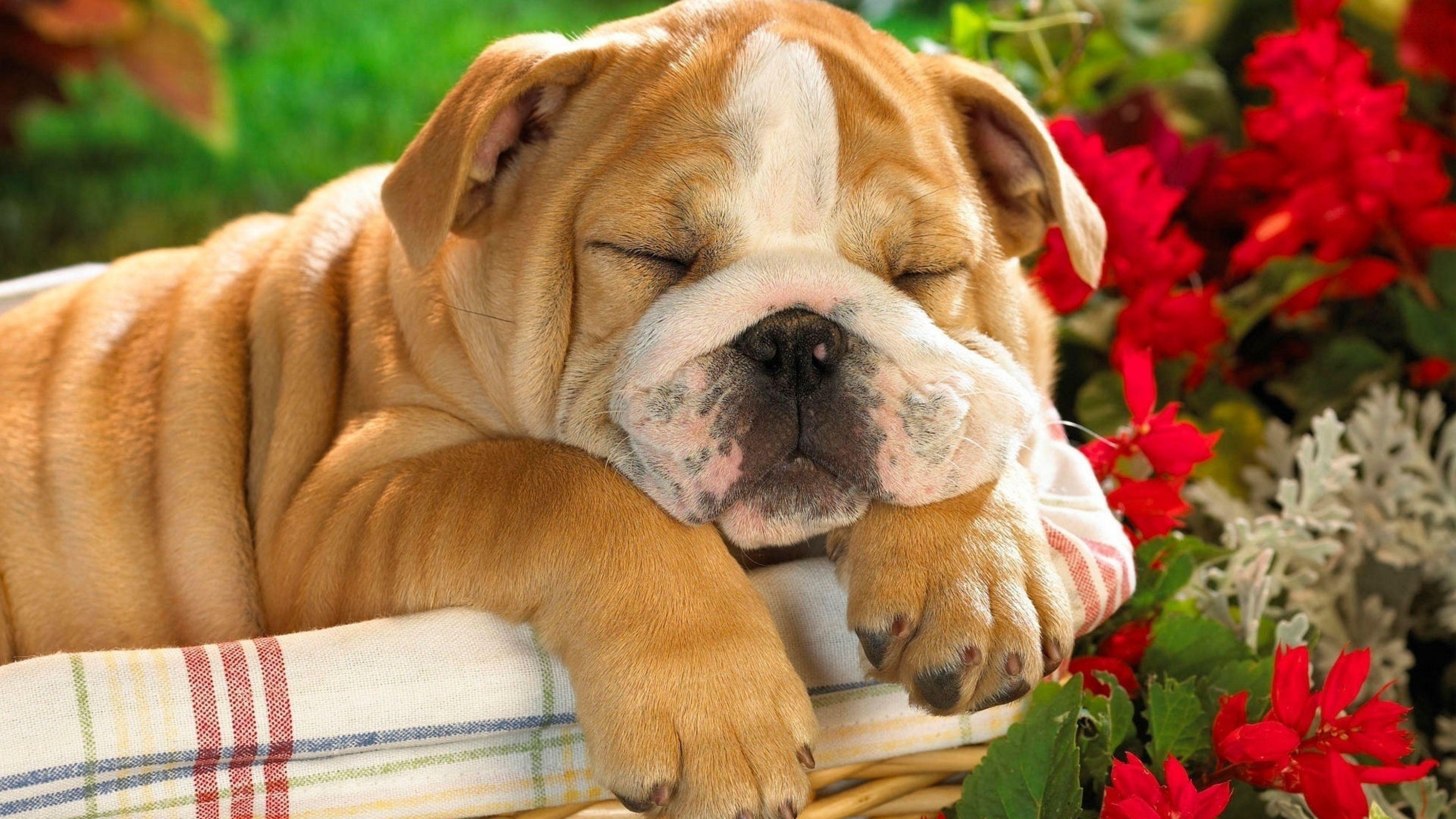 Bulldog: Cute puppy, A British breed of dog of mastiff type. 3840x2160 4K Wallpaper.