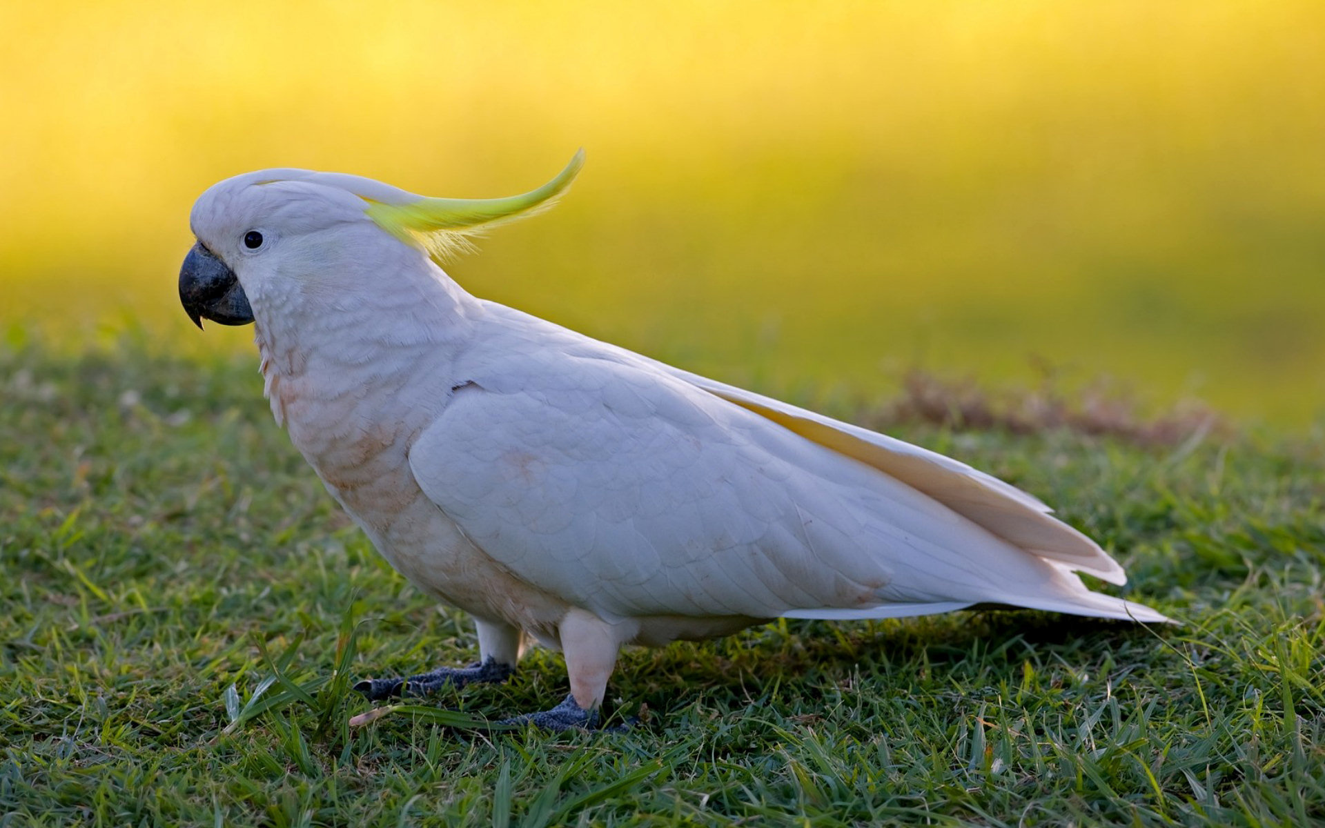 Cockatoo: Sulphur-Crested Parrots Are Common Around Human Settlements. 1920x1200 HD Wallpaper.