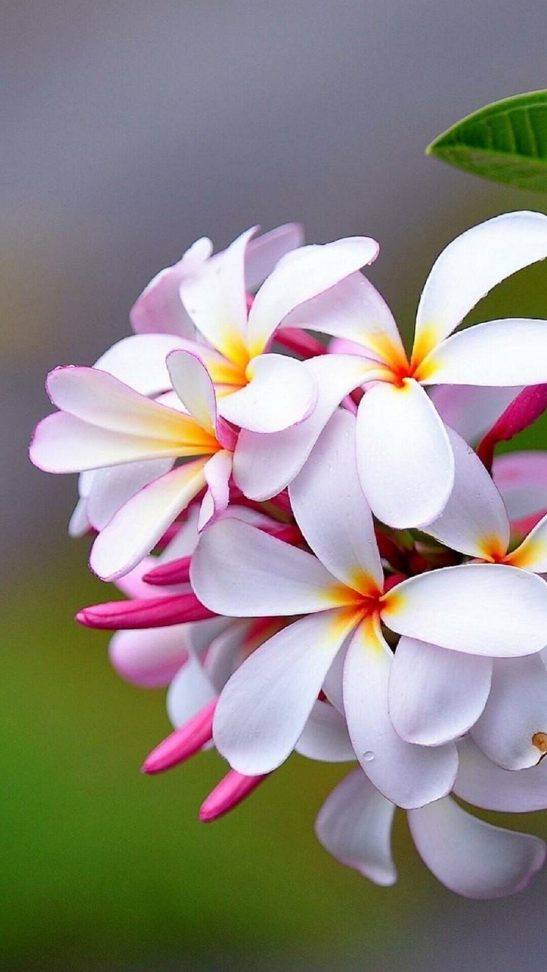 Frangipani Flower: The genus Plumeria includes more than a dozen accepted species, and one or two dozen open to review, with over a hundred regarded as synonyms. 1080x1920 Full HD Wallpaper.