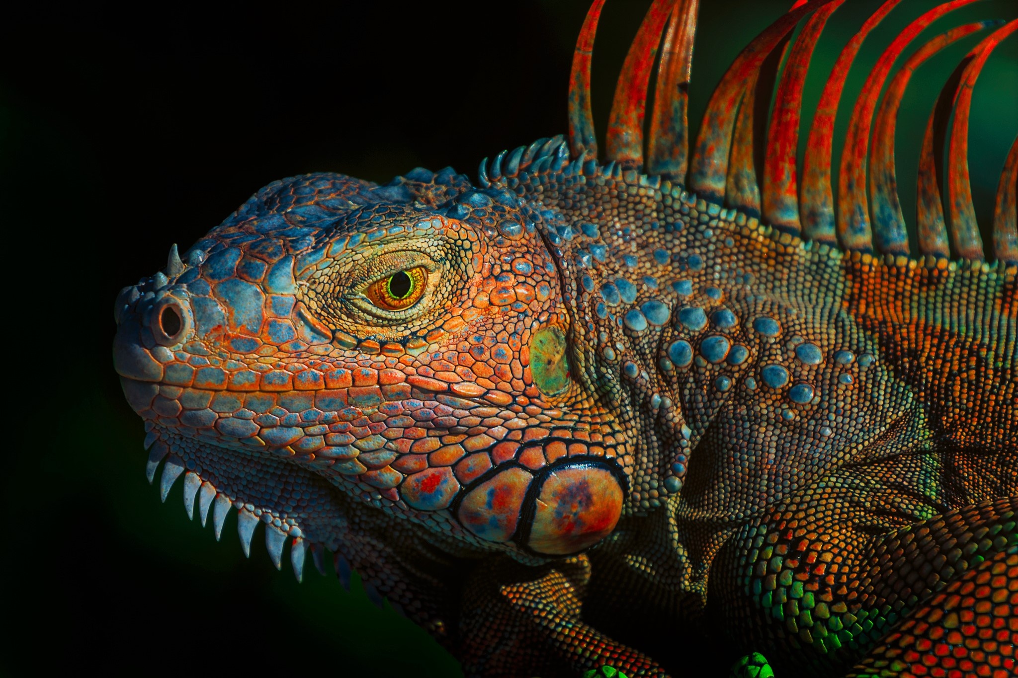 Iguana, HD wallpaper, Detailed texture, Reptile photography, 2050x1370 HD Desktop
