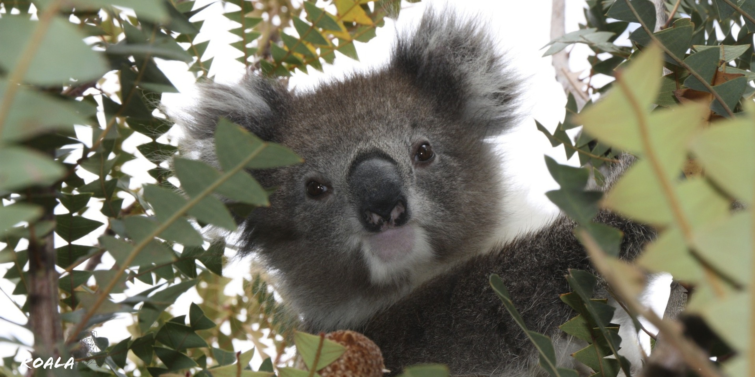 Koala wildlife, HD wallpaper, Kde store, Koala, 2560x1280 Dual Screen Desktop
