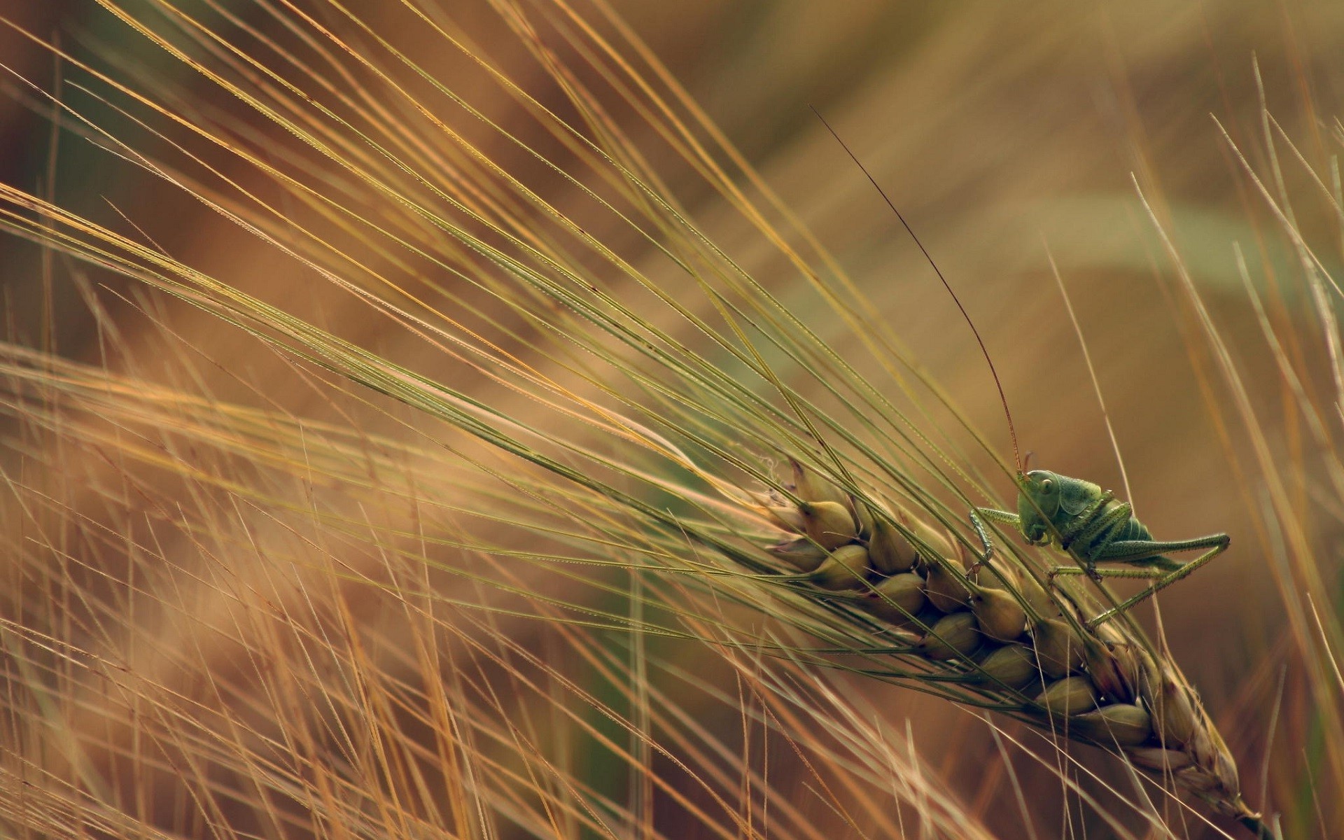Nature, Wheat plants, Macro spikelets, Backgrounds, 1920x1200 HD Desktop