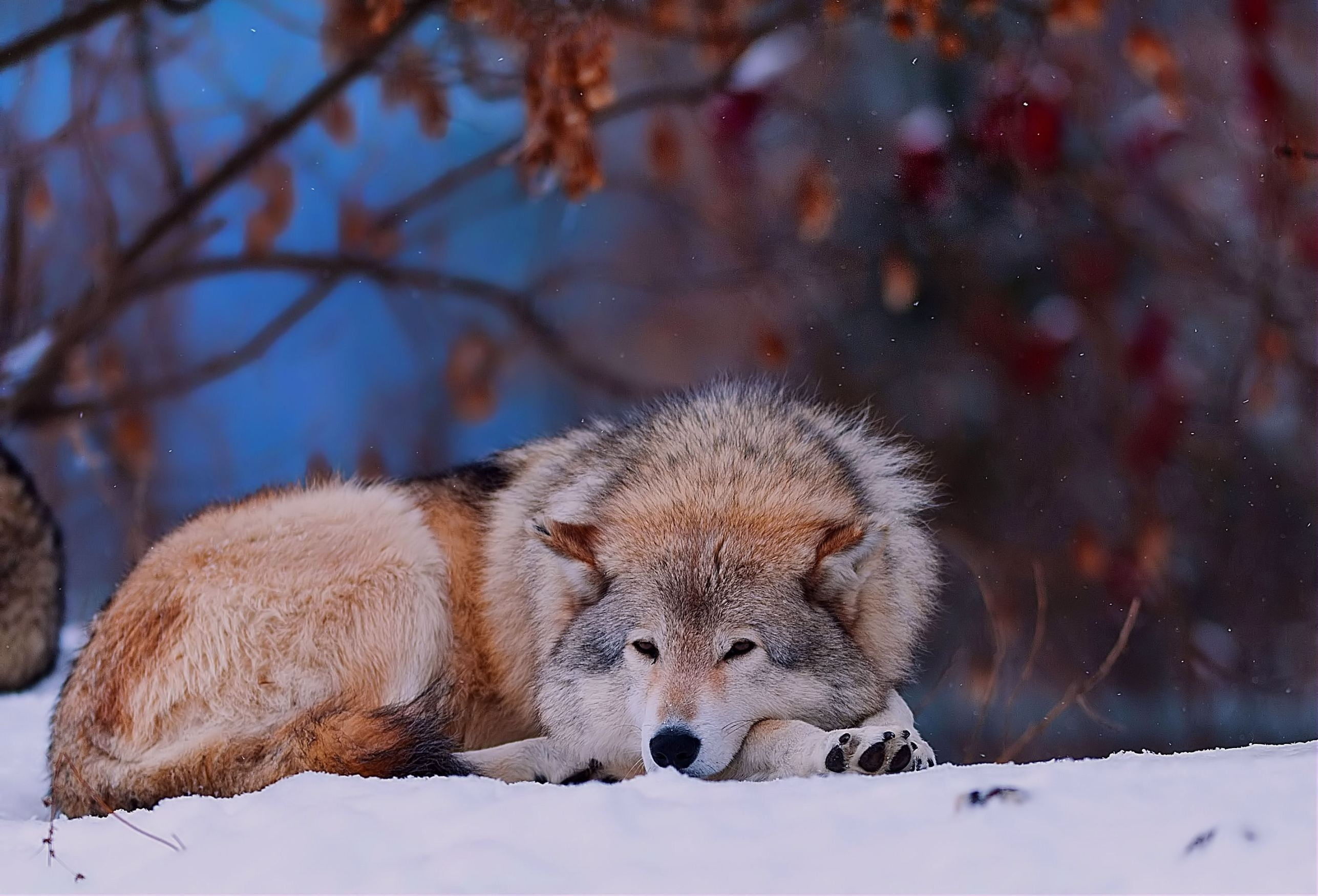 Gray Wolf: The alpha male, Dense and fluffy winter fur, A predatory way of life. 2580x1750 HD Wallpaper.
