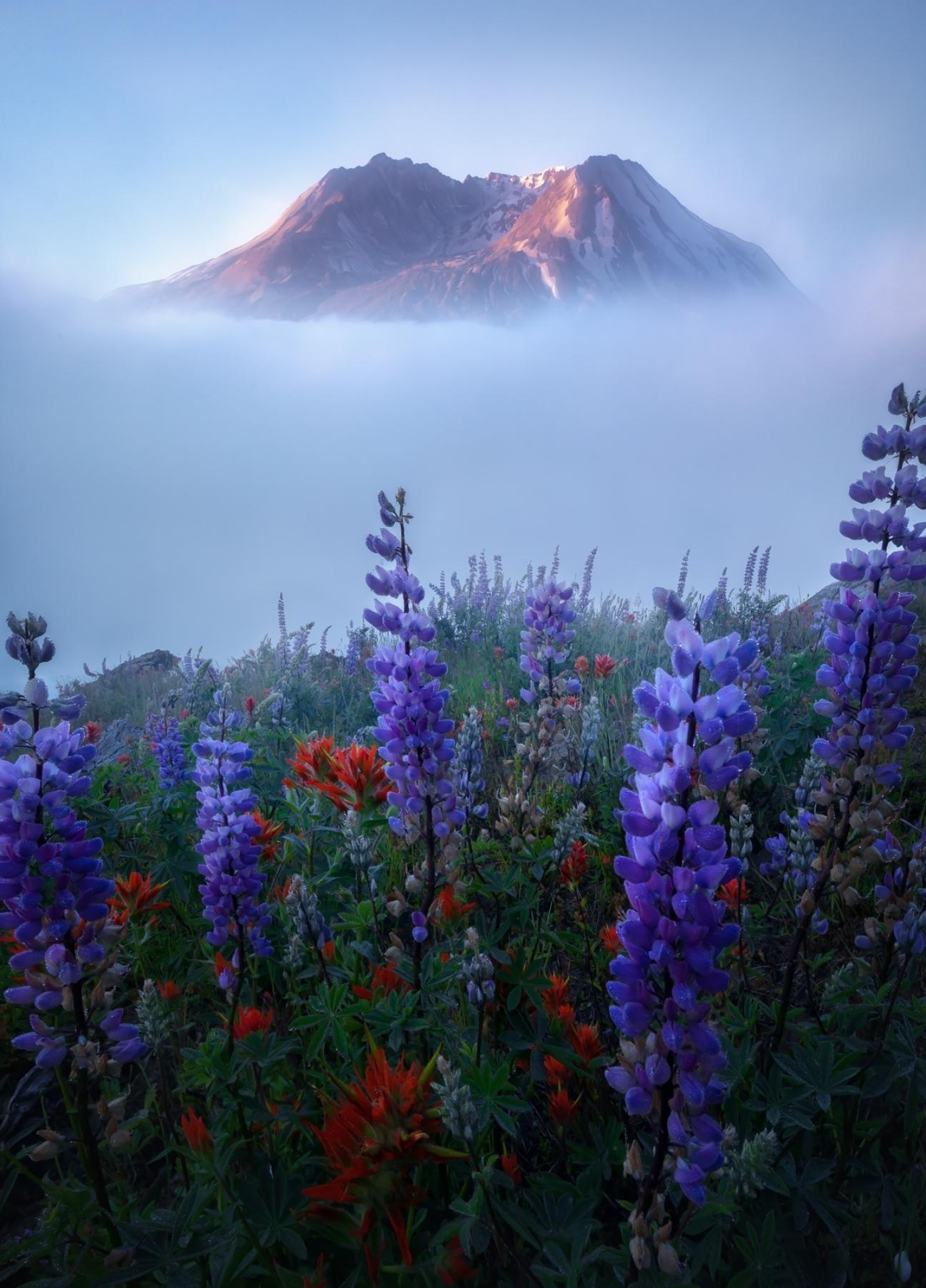 Mount St. Helens, Beautiful wildflowers, Thick fog, Earthporn, 1440x2000 HD Phone