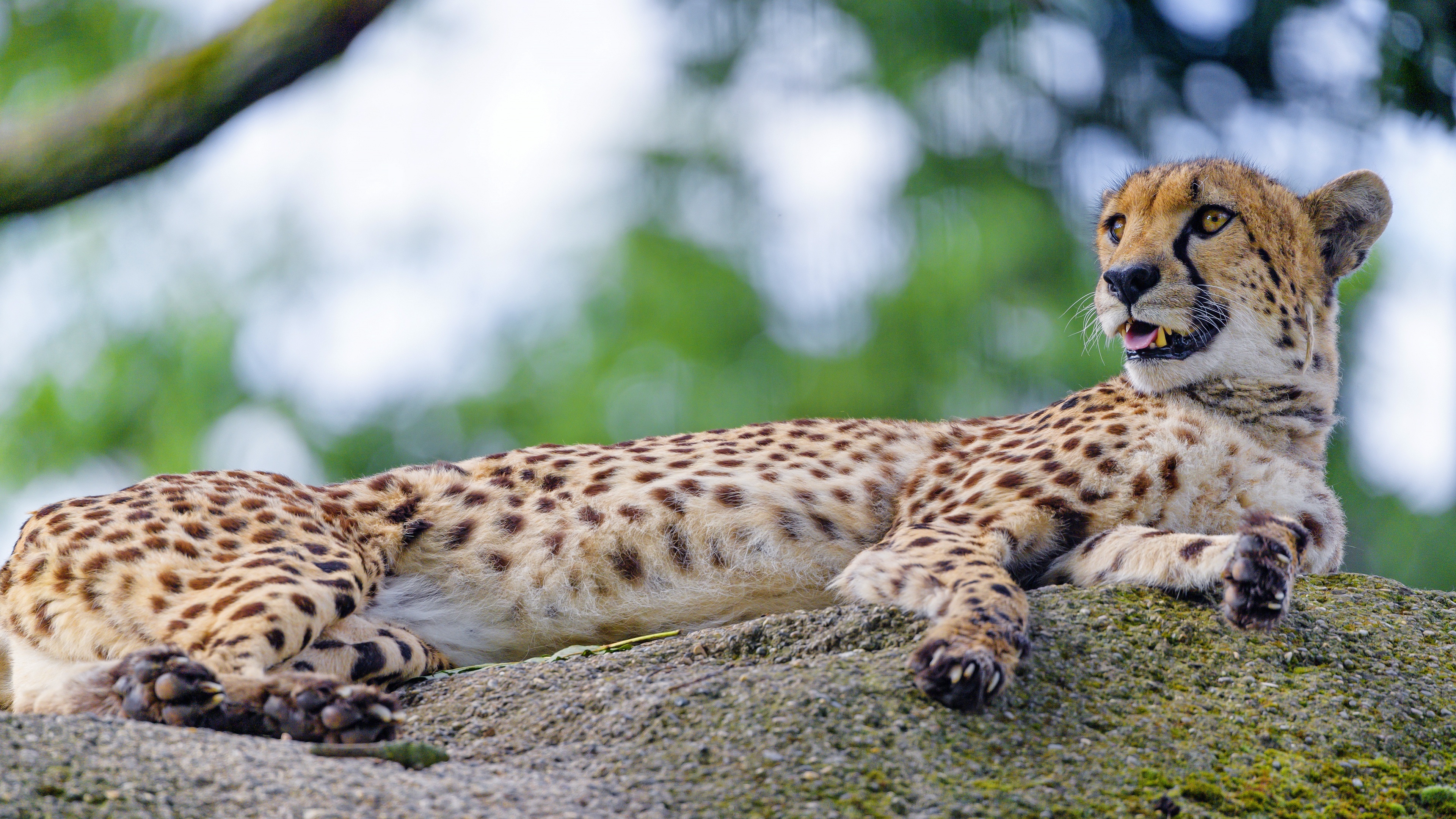 Graceful cheetah, Wildlife photography, Stunning predator, African savannah, 3840x2160 4K Desktop