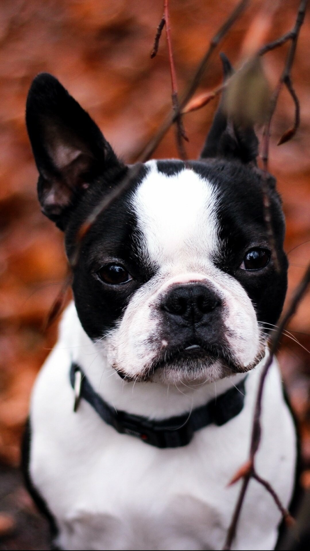 French Bulldog: A breed of companion dog or toy dog, Mammal, Animal. 1080x1920 Full HD Wallpaper.