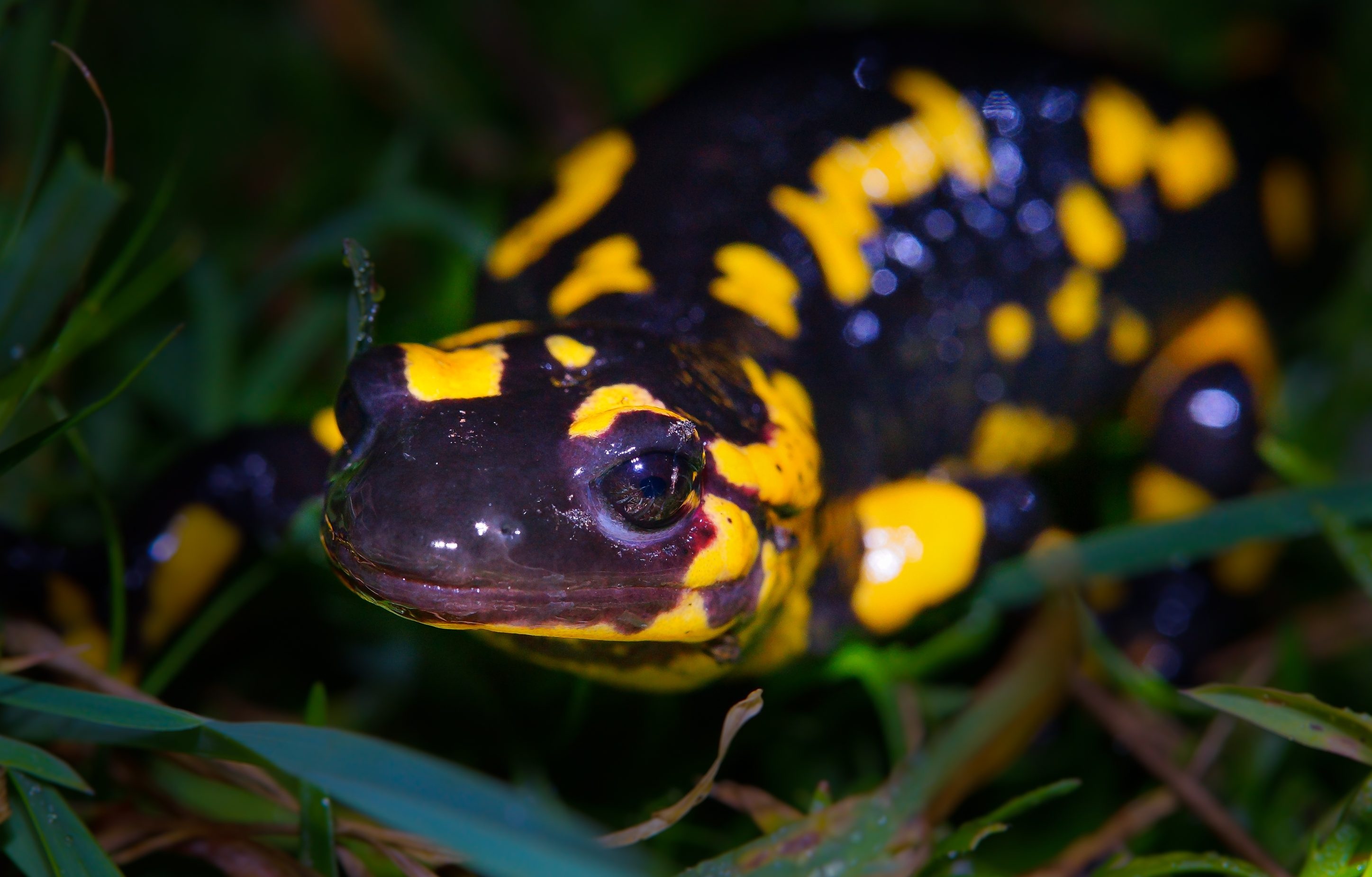 Yellow salamander photography, Nature's reptile beauties, Wildlife's astonishing colors, Frog's eye view, 2900x1860 HD Desktop