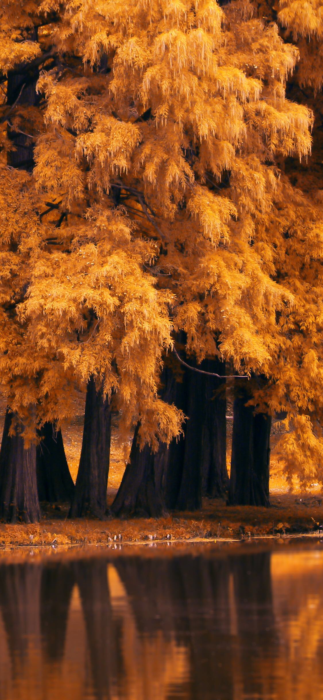 Autumn: The foliage turning yellow in fall, Nature. 1130x2440 HD Background.