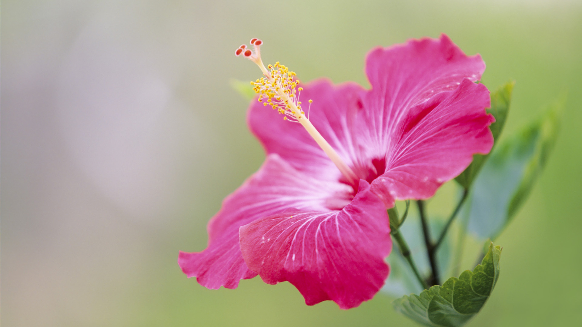 Hawaiian Flower, Beautiful hibiscus, Tropical nature, Blossoms in paradise, 1920x1080 Full HD Desktop