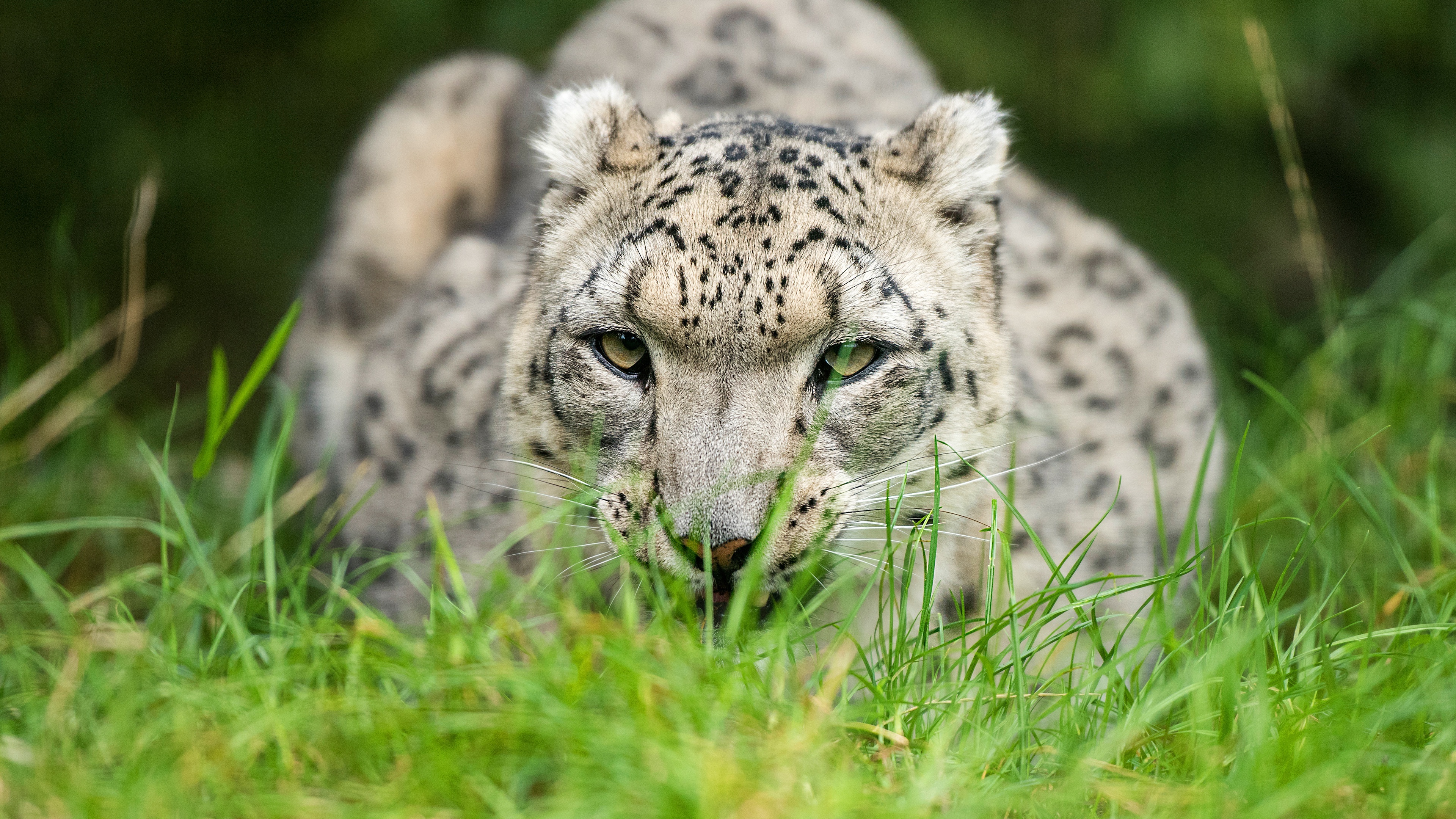 Snow leopard glance 4k, 1440p resolution, Wallpapers images photos, 3840x2160 4K Desktop
