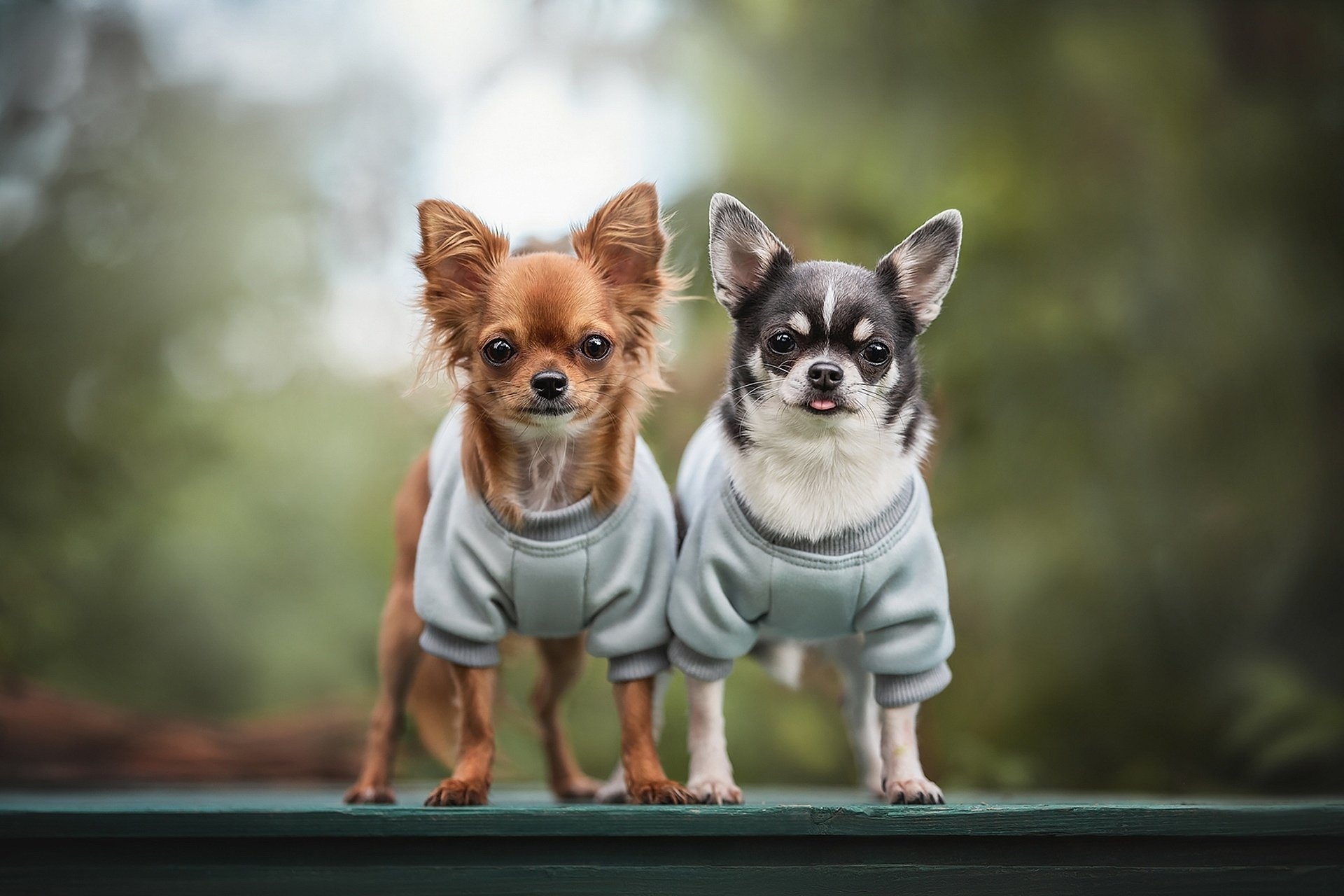 Charming Chihuahua, Adorable visuals, Irresistible cuteness, Delightful pet, 1920x1280 HD Desktop