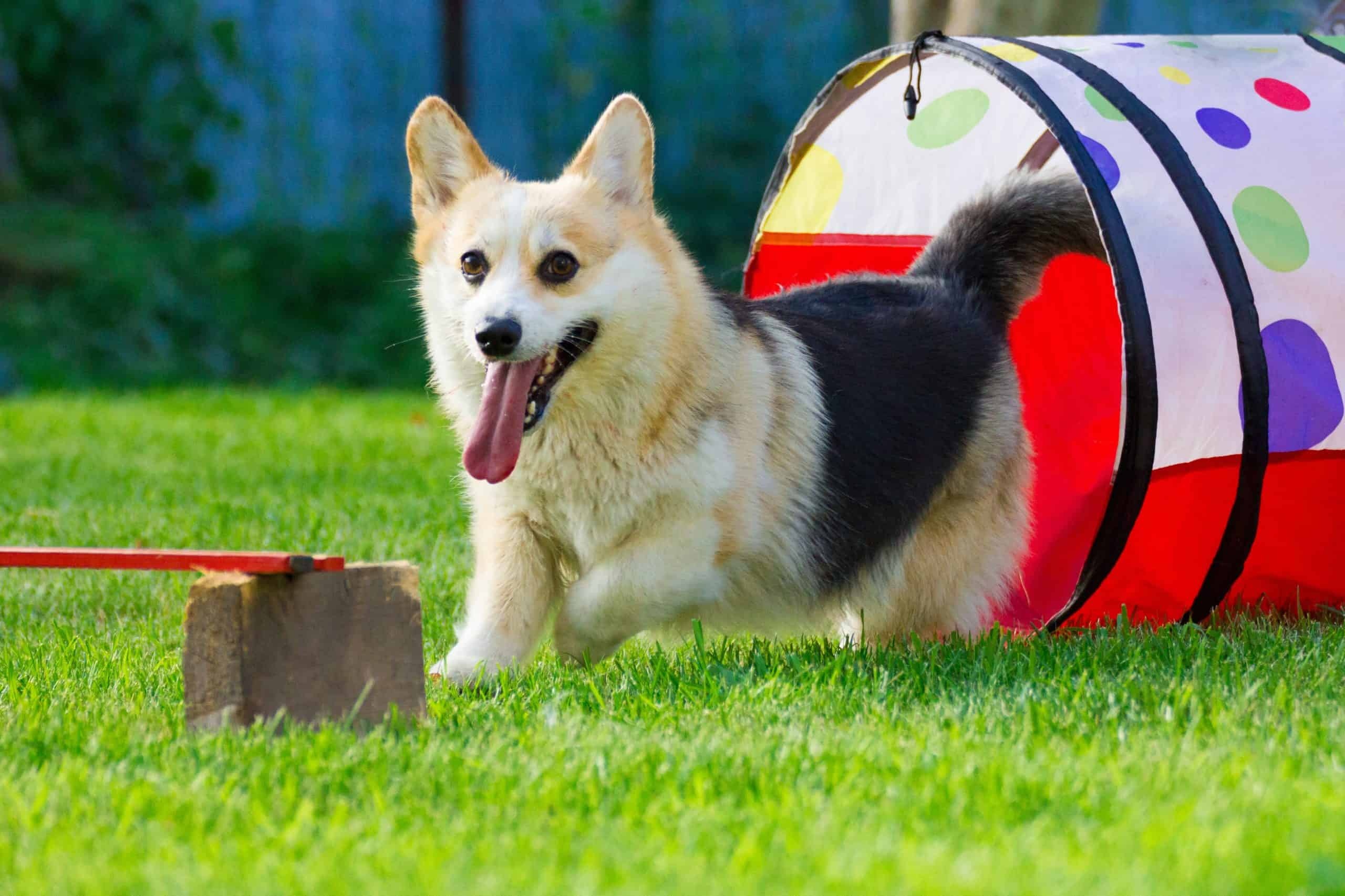 Dog Sports: Training Challenges, Pets Agility Courses, Pro Exercises. 2560x1710 HD Wallpaper.
