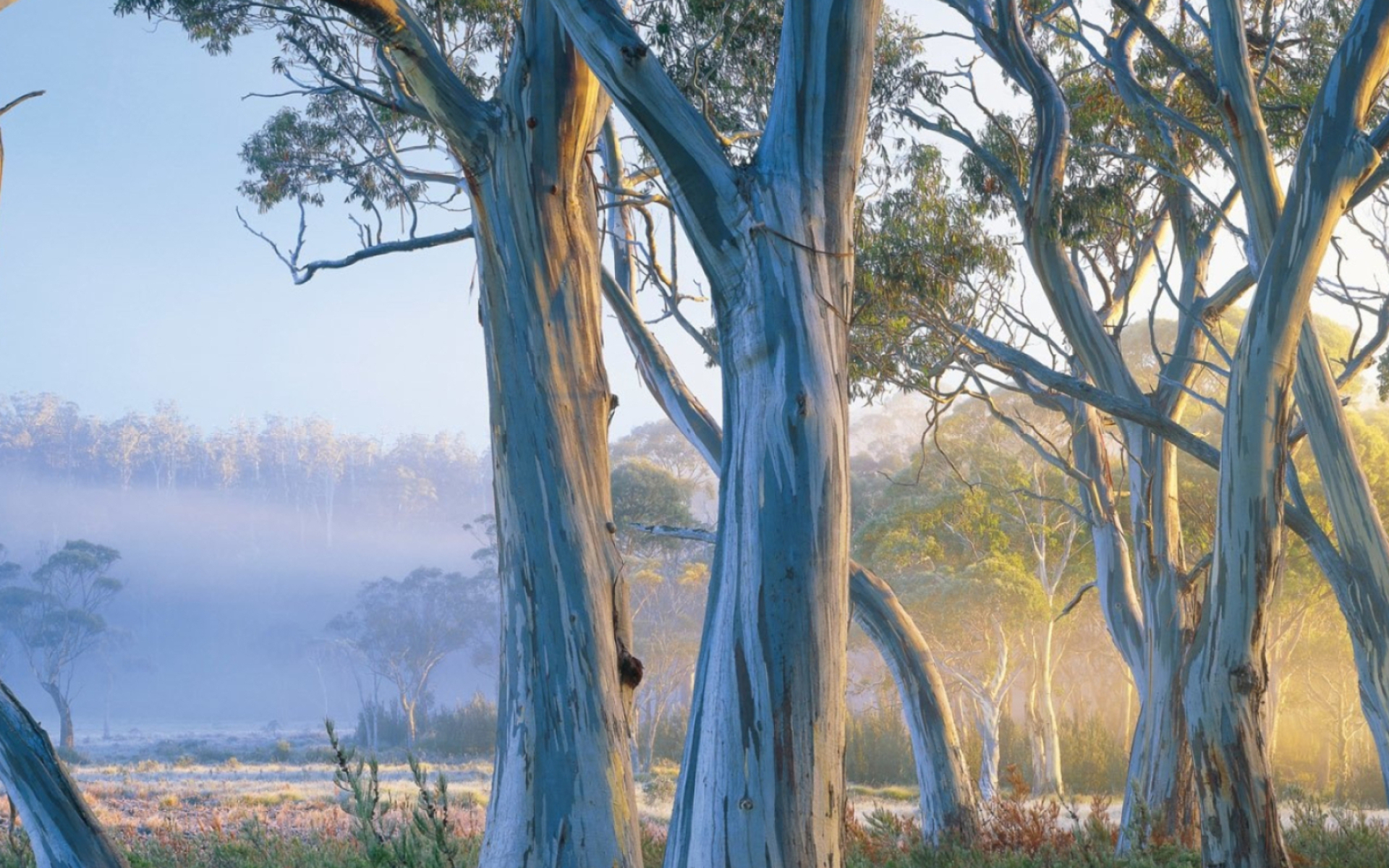 Enchanting tree, Captivating nature, Stunning wallpaper, Nature photography, 1920x1200 HD Desktop