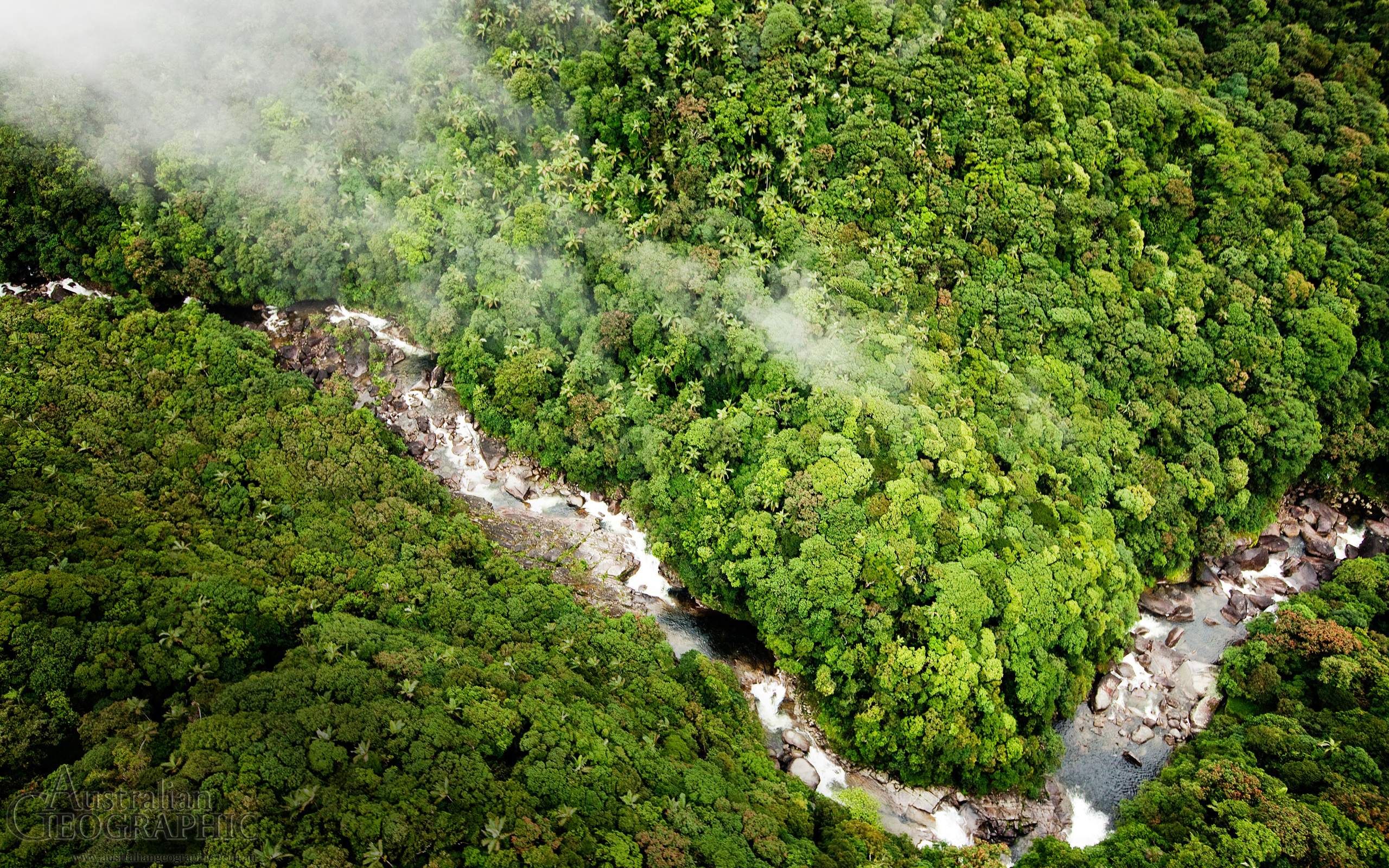 The Daintree River, Lush rainforest, HD wallpapers, Natural beauty, 2560x1600 HD Desktop