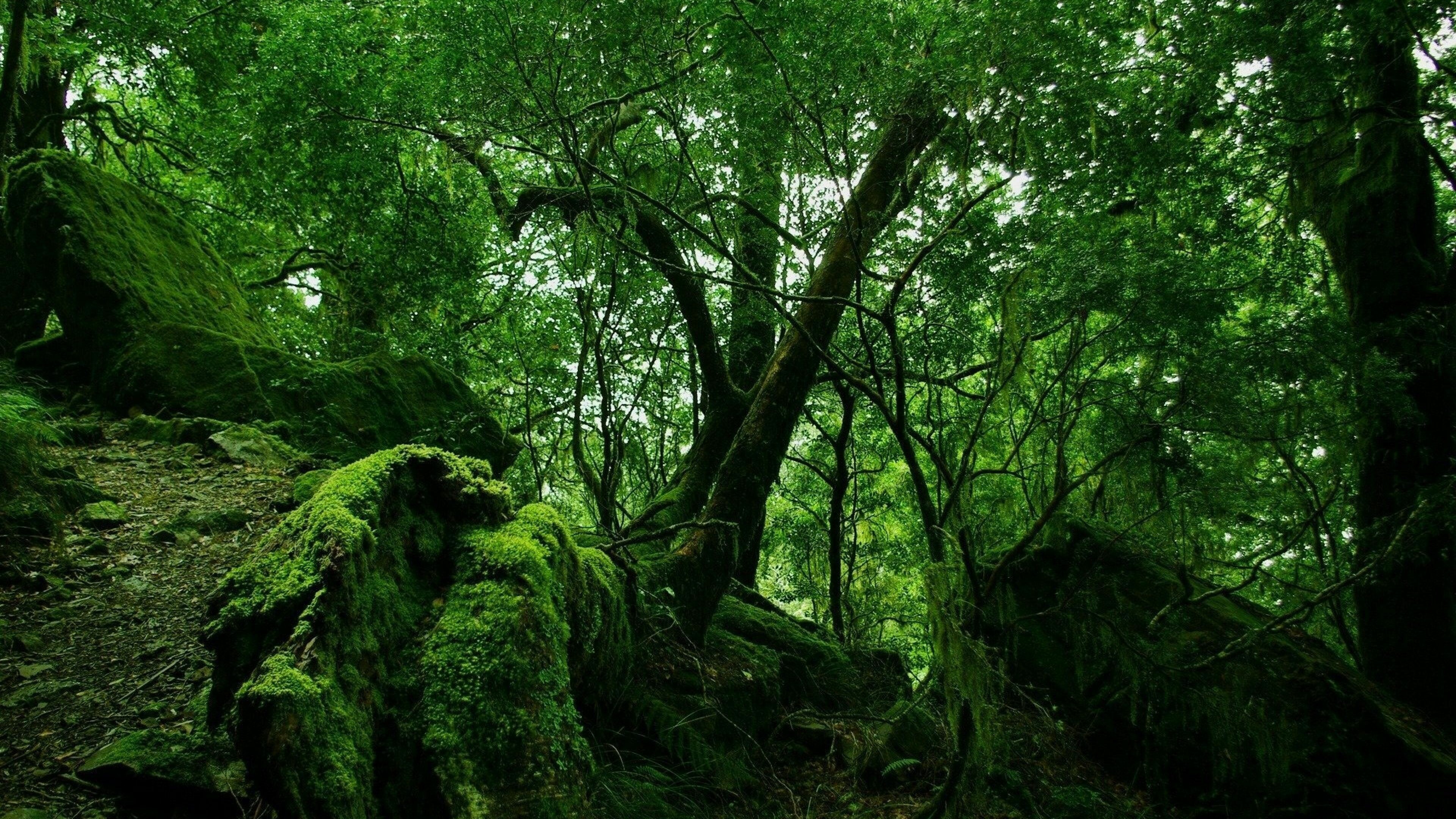 Rainforest: Jungle, Can be classified as tropical woodlands or temperate woodlands. 3840x2160 4K Background.