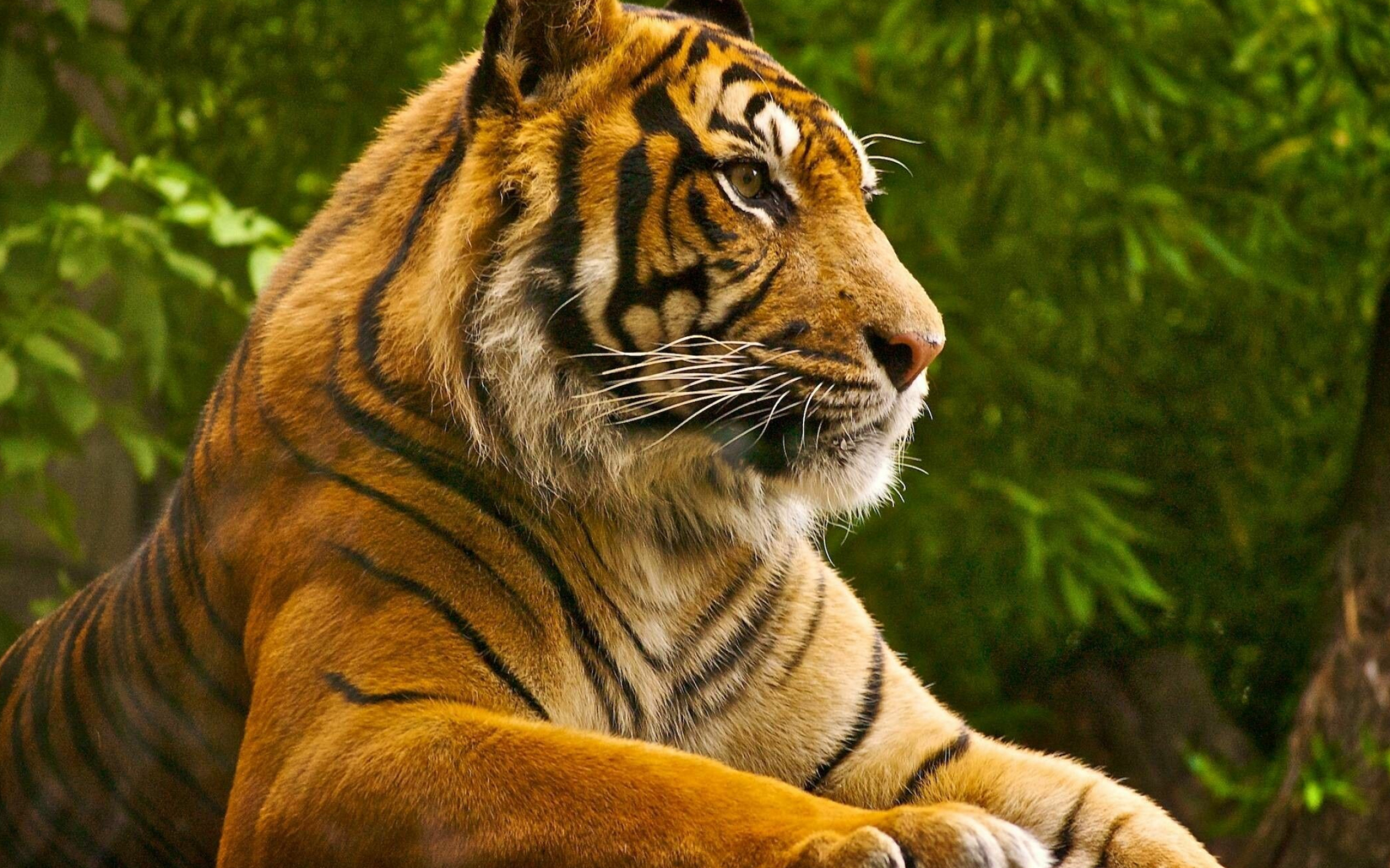 Tiger majesty, HD desktop wallpapers, Eye-catching backgrounds, Powerful presence, 2560x1600 HD Desktop