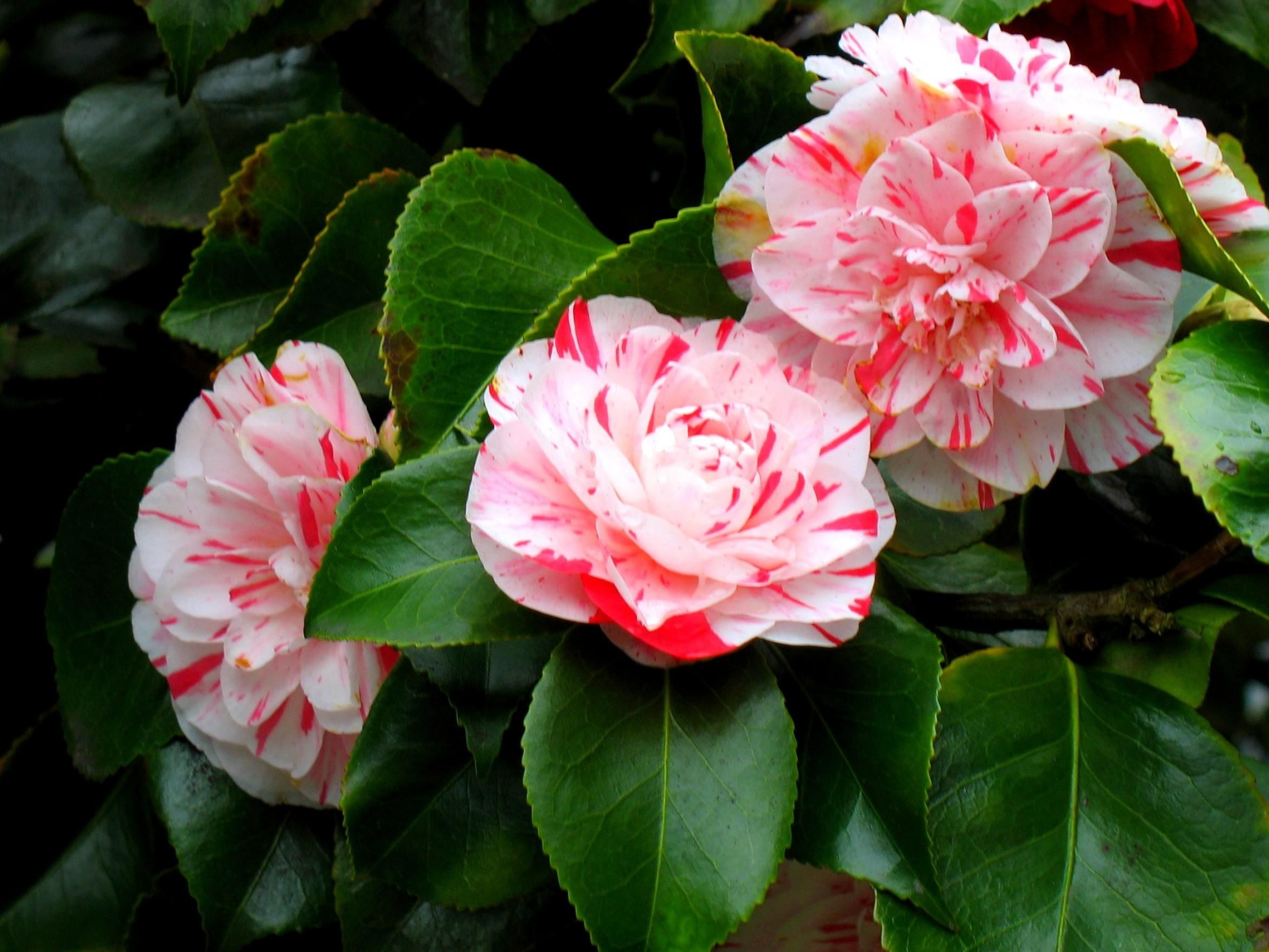 Coral camellia flowers, Japanese camellias, 2600x1950 HD Desktop