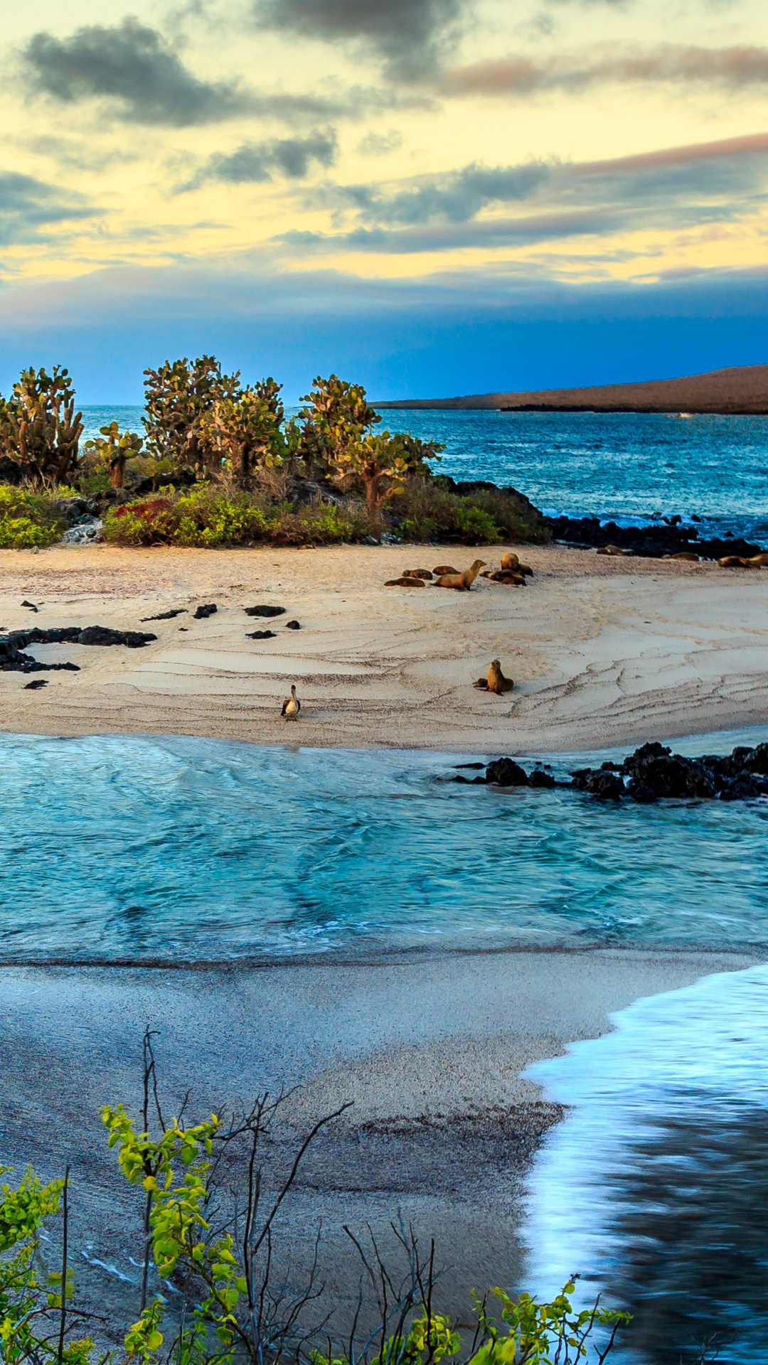 Top 7 dive sites, Galapagos, 1080x1920 Full HD Phone