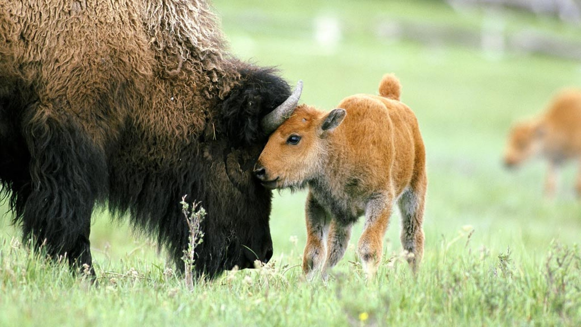 Buffalo, Majestic creatures, Bison in their habitat, Nature's balance, 1920x1080 Full HD Desktop
