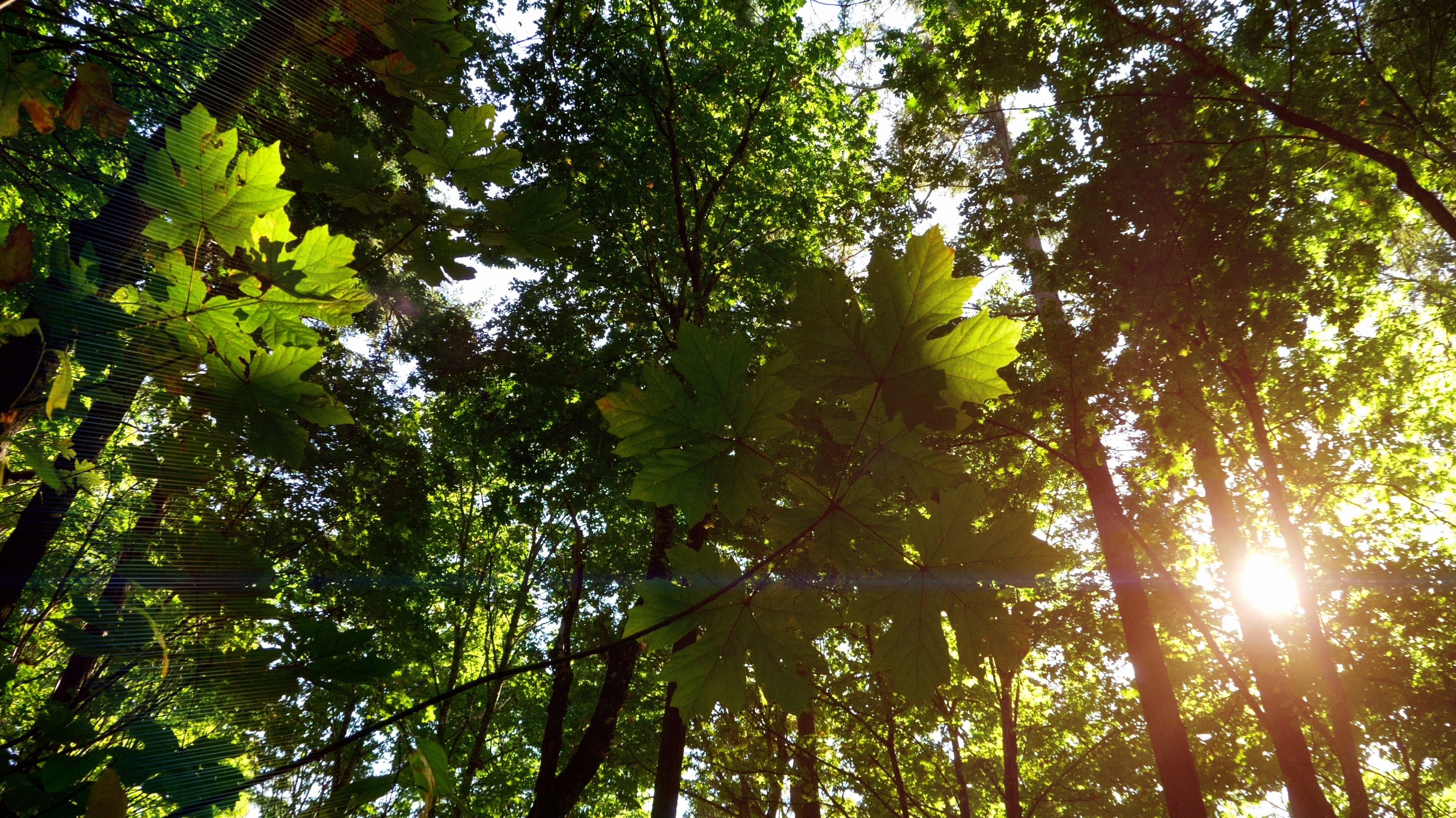 Green maple tree leafs, Fresh nature, Forest park background, Leafssunlight, 3840x2160 4K Desktop