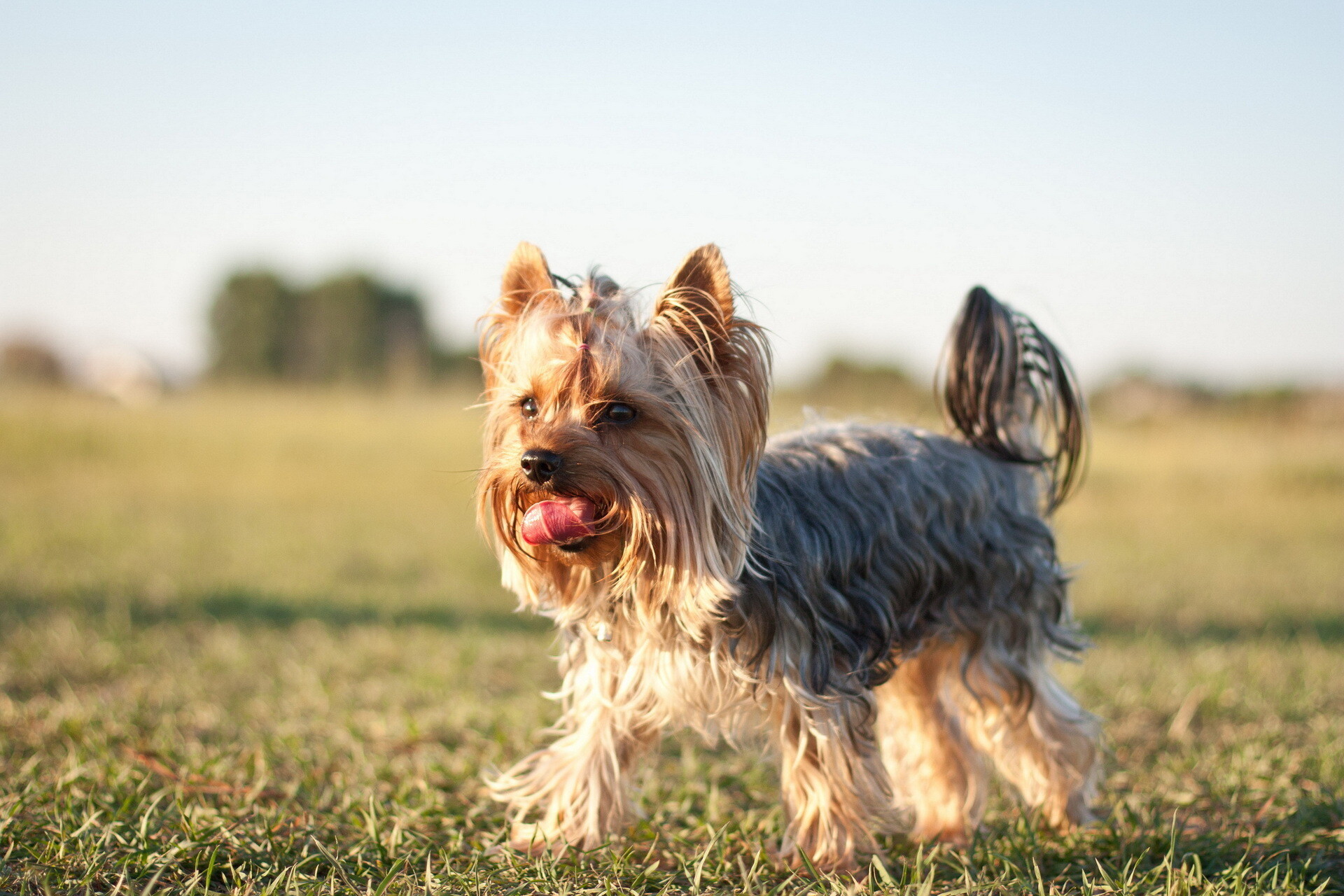 Yorkshire Terrier, Stunning photography, Cute dog by Tatyana, Lovely animals, 1920x1280 HD Desktop
