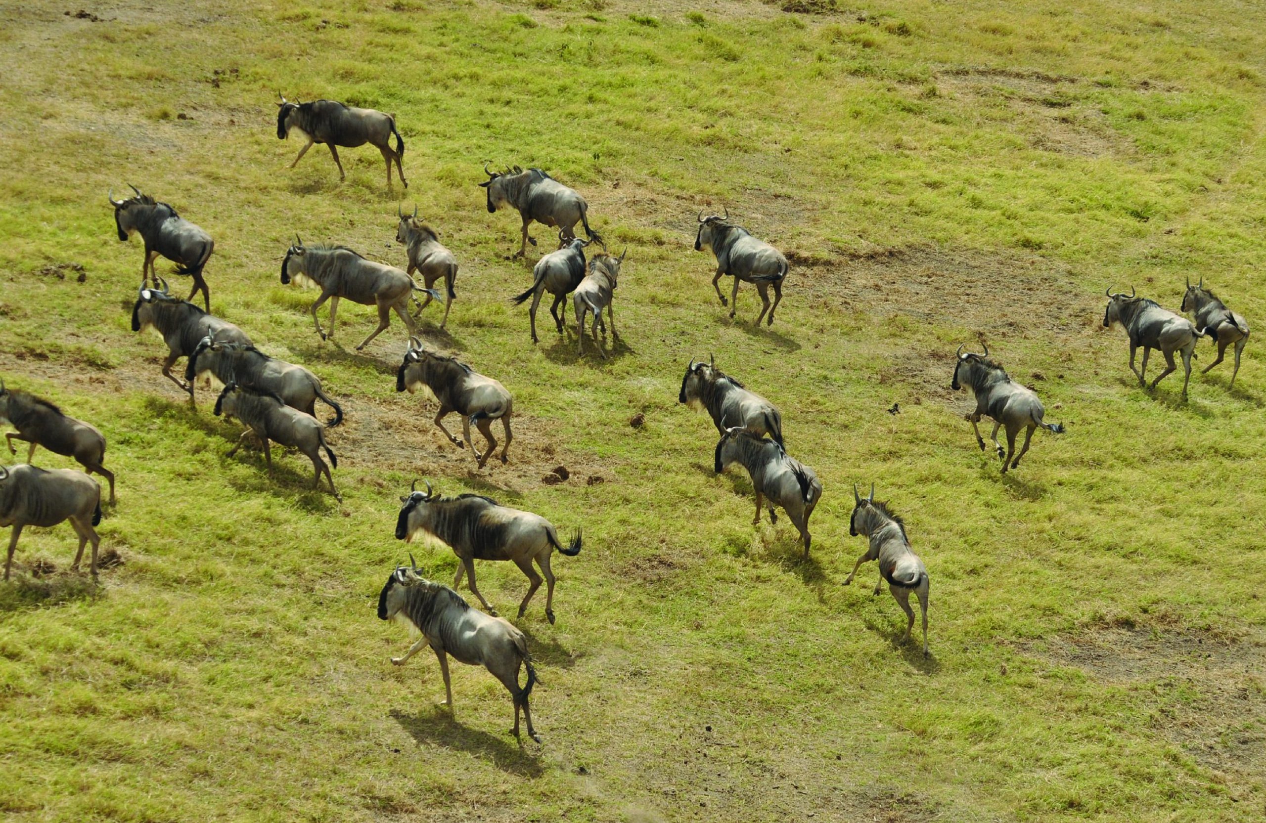 Aufregende 2-Tages-Safari in der Masai Mara, 2560x1670 HD Desktop