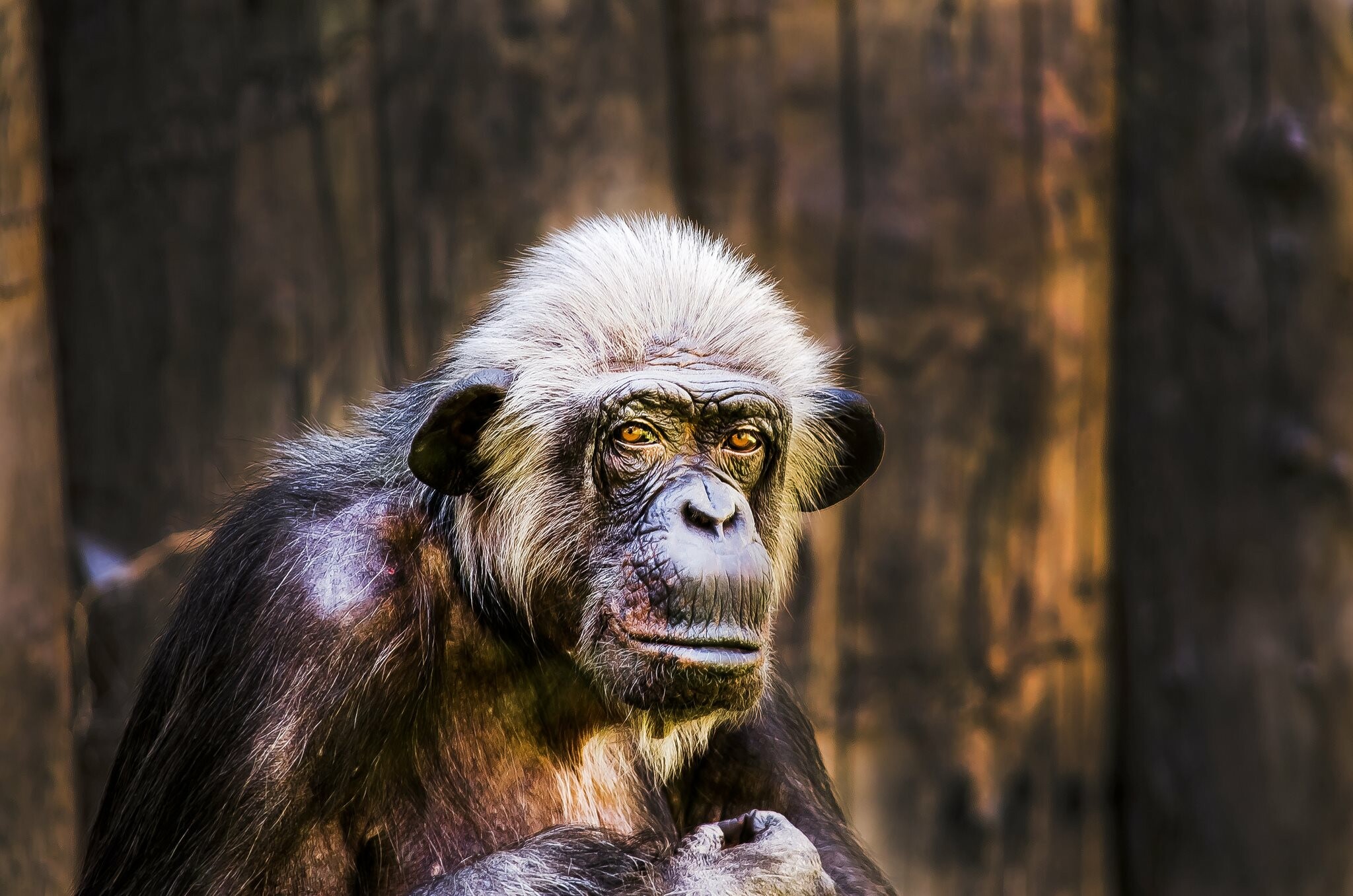 Ape: Chimpanzees are great apes found across central and West Africa. 2050x1360 HD Background.